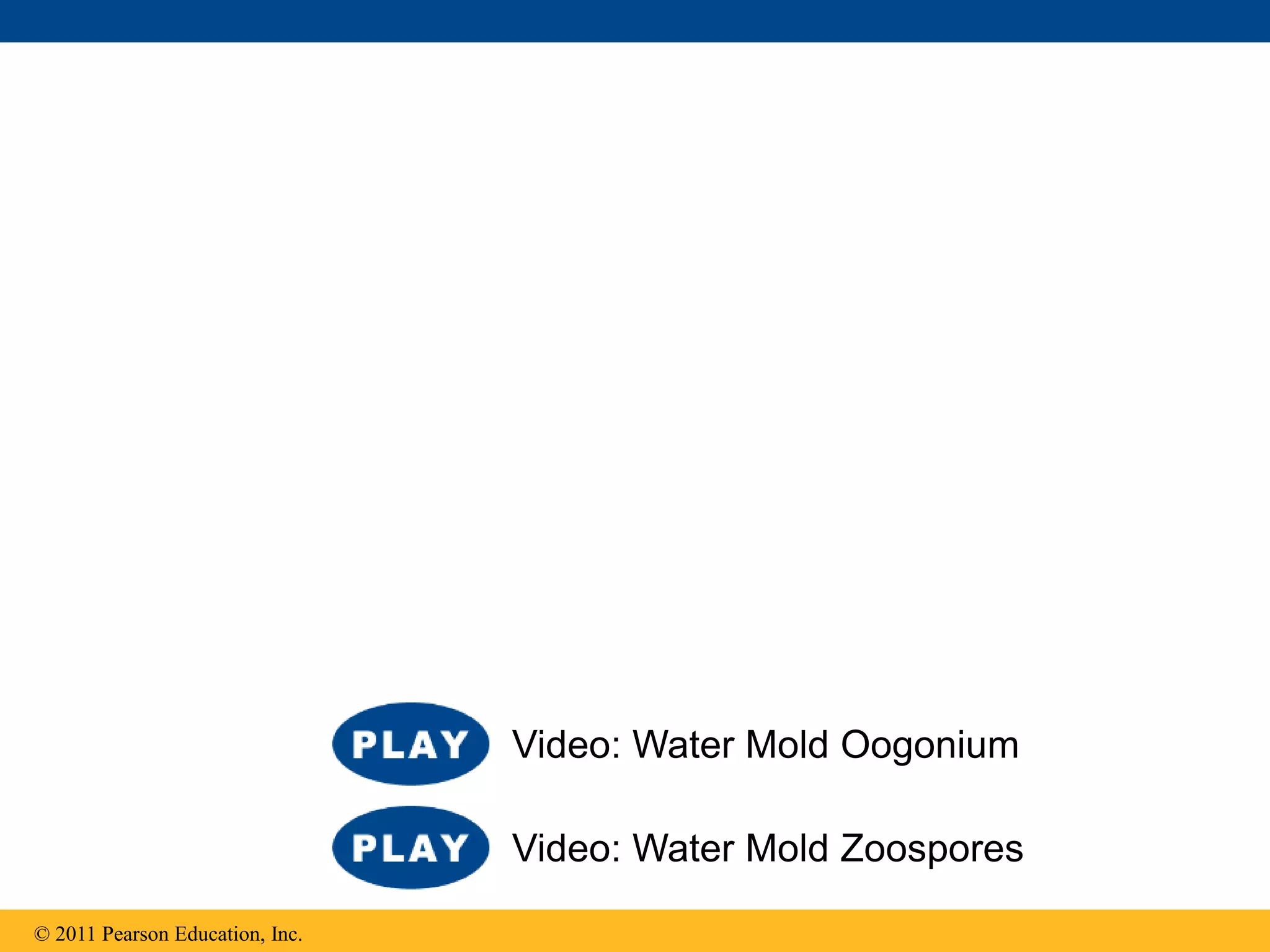 © 2011 Pearson Education, Inc.
Video: Water Mold Oogonium
Video: Water Mold Zoospores
 