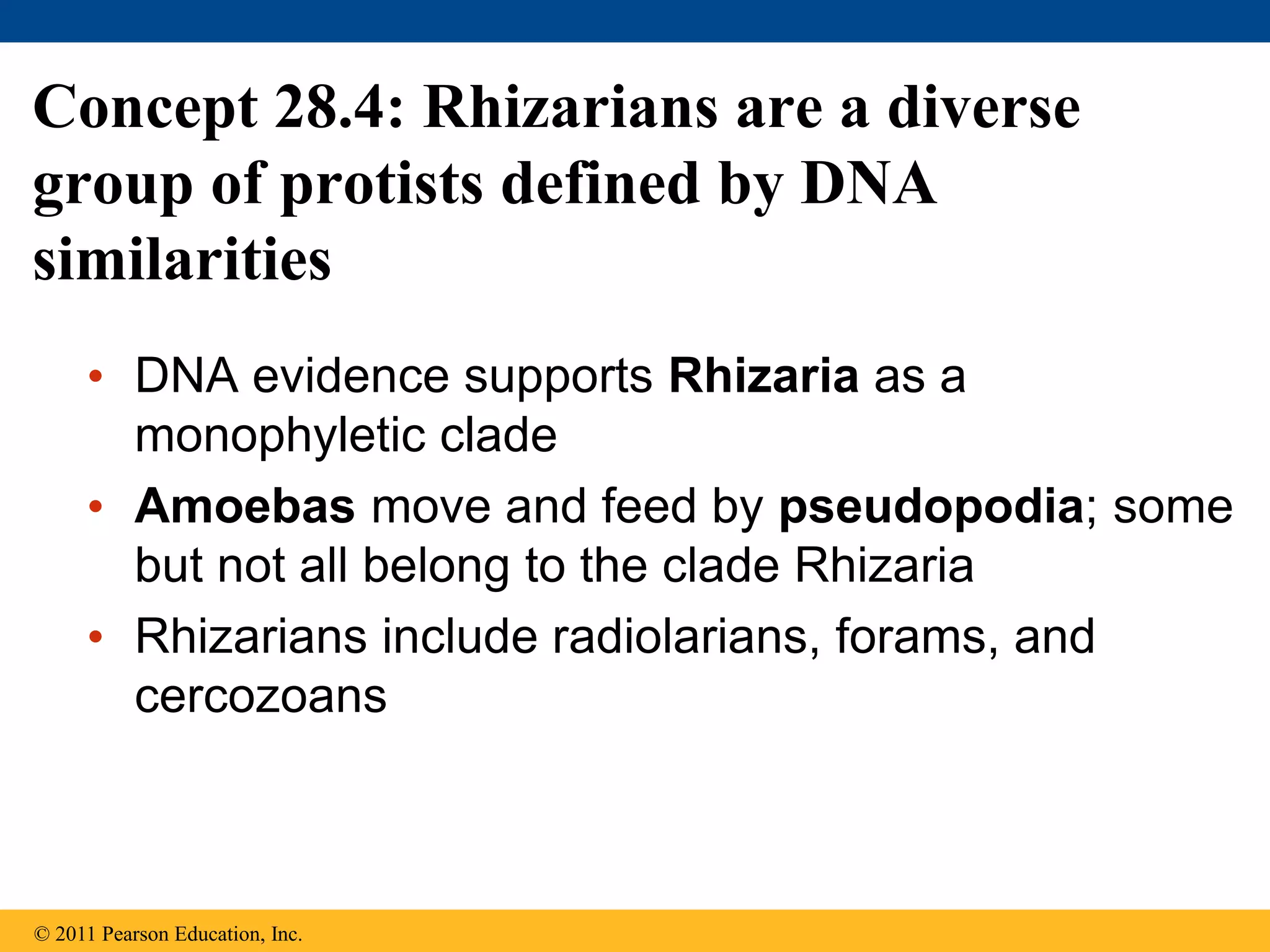 Concept 28.4: Rhizarians are a diverse
group of protists defined by DNA
similarities
• DNA evidence supports Rhizaria as a
monophyletic clade
• Amoebas move and feed by pseudopodia; some
but not all belong to the clade Rhizaria
• Rhizarians include radiolarians, forams, and
cercozoans
© 2011 Pearson Education, Inc.
 