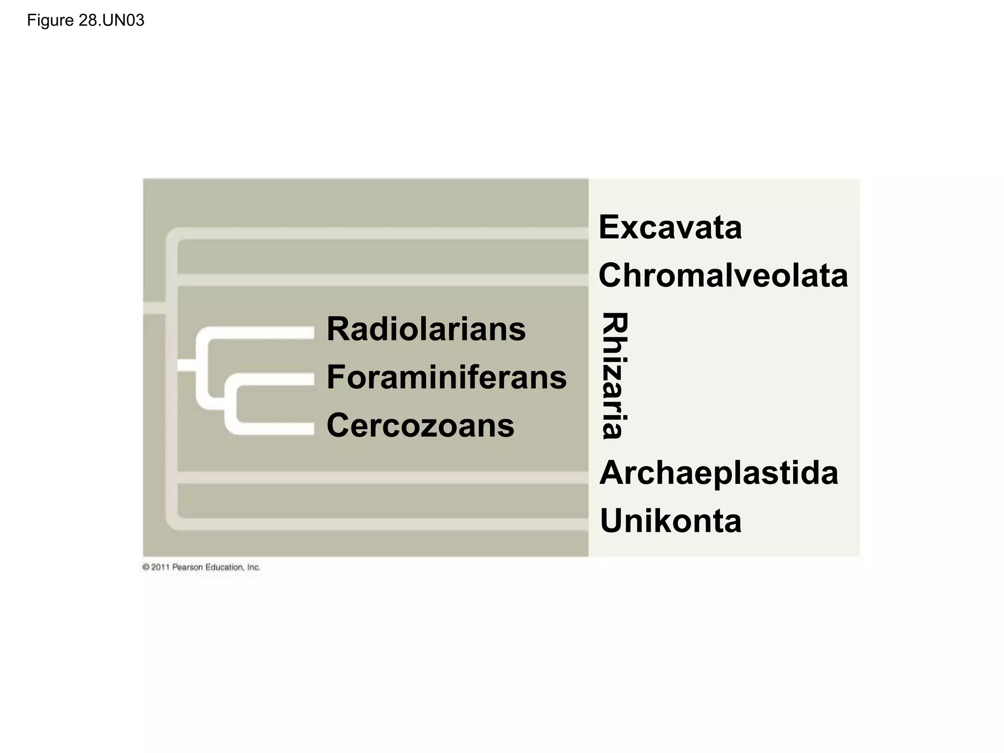 Figure 28.UN03
Radiolarians
Foraminiferans
Cercozoans
Rhizaria
Excavata
Chromalveolata
Archaeplastida
Unikonta
 