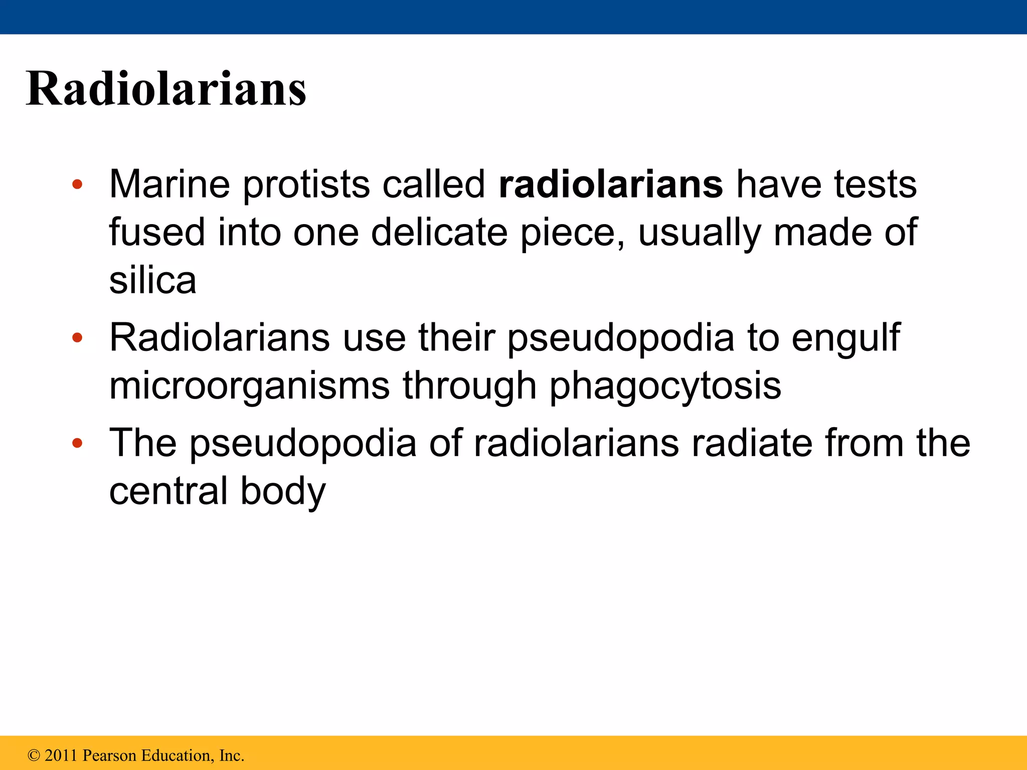 Radiolarians
• Marine protists called radiolarians have tests
fused into one delicate piece, usually made of
silica
• Radiolarians use their pseudopodia to engulf
microorganisms through phagocytosis
• The pseudopodia of radiolarians radiate from the
central body
© 2011 Pearson Education, Inc.
 