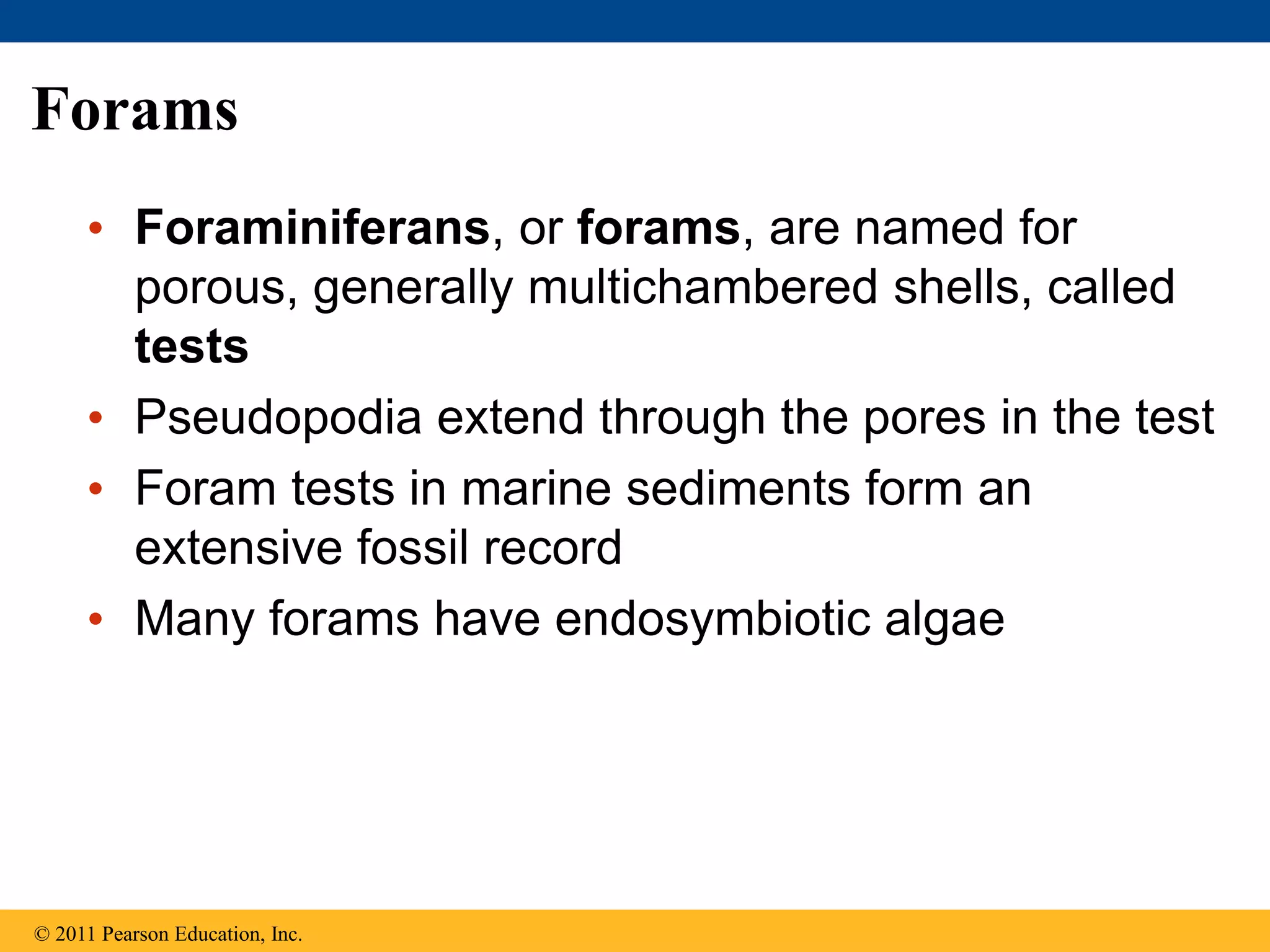 Forams
• Foraminiferans, or forams, are named for
porous, generally multichambered shells, called
tests
• Pseudopodia extend through the pores in the test
• Foram tests in marine sediments form an
extensive fossil record
• Many forams have endosymbiotic algae
© 2011 Pearson Education, Inc.
 