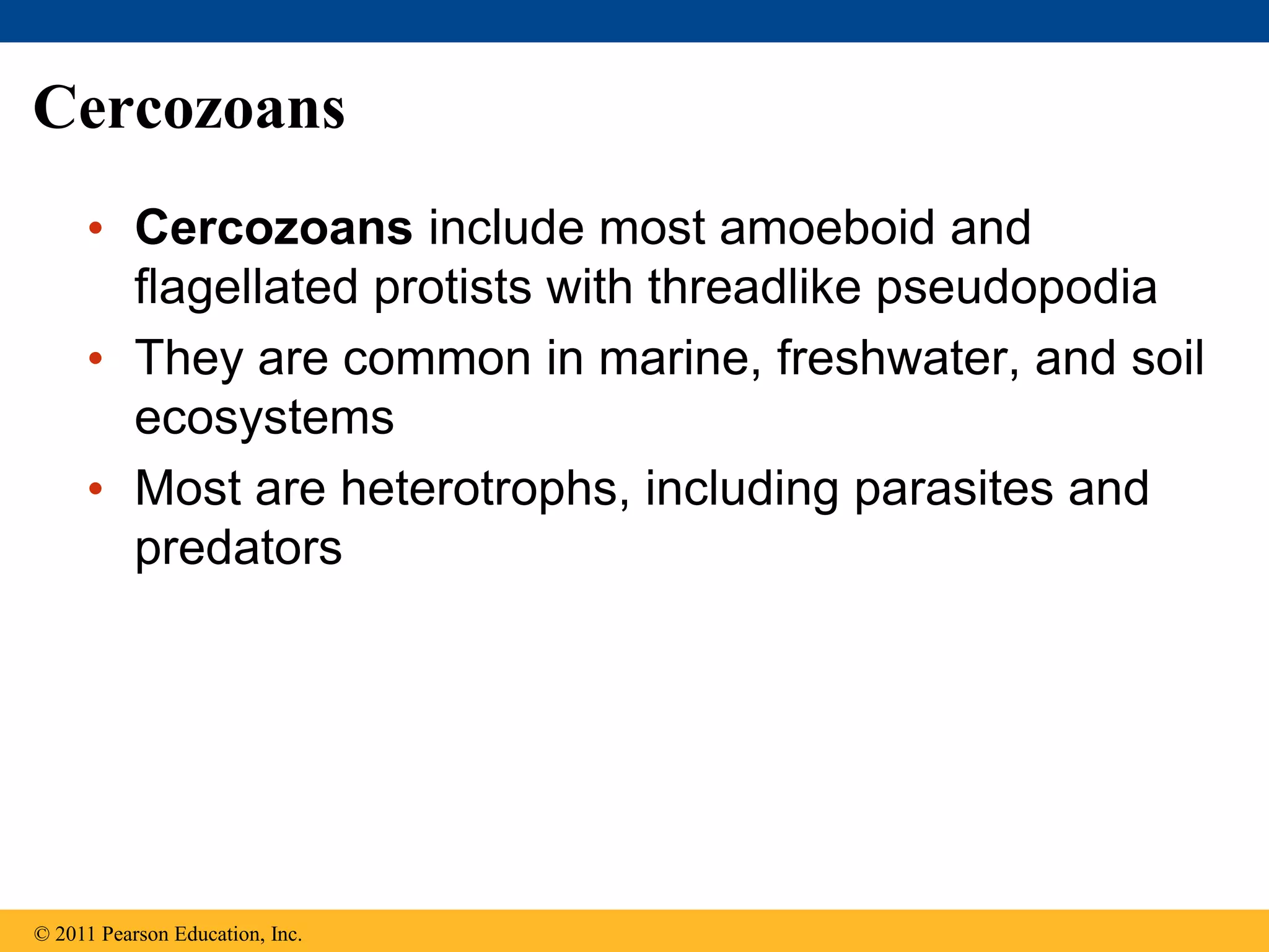 Cercozoans
• Cercozoans include most amoeboid and
flagellated protists with threadlike pseudopodia
• They are common in marine, freshwater, and soil
ecosystems
• Most are heterotrophs, including parasites and
predators
© 2011 Pearson Education, Inc.
 