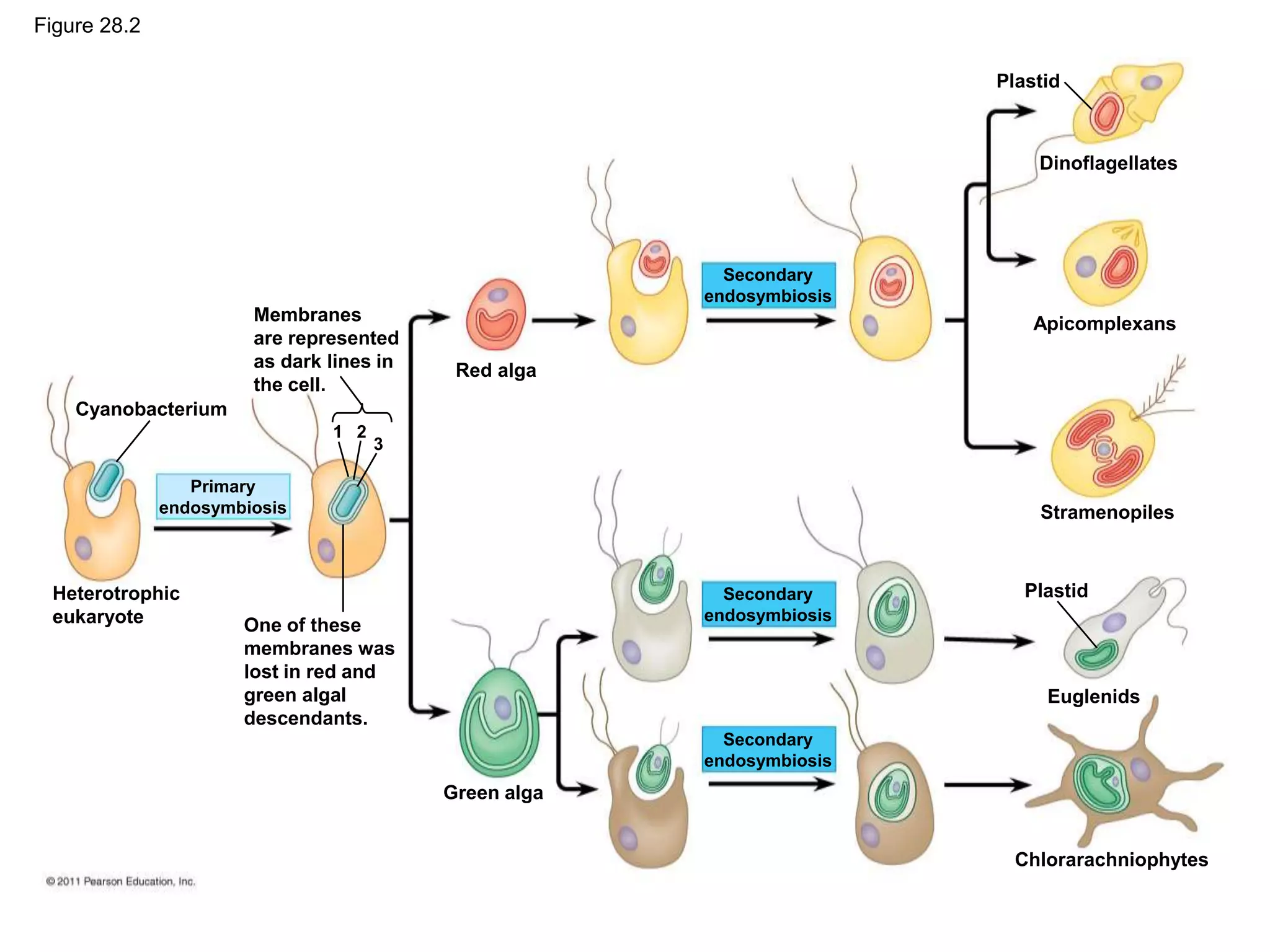 Cyanobacterium
Heterotrophic
eukaryote
Primary
endosymbiosis
Membranes
are represented
as dark lines in
the cell.
1 2
3
One of these
membranes was
lost in red and
green algal
descendants.
Plastid
Red alga
Secondary
endosymbiosis
Secondary
endosymbiosis
Secondary
endosymbiosis
Green alga
Dinoflagellates
Apicomplexans
Stramenopiles
Plastid
Euglenids
Chlorarachniophytes
Figure 28.2
 