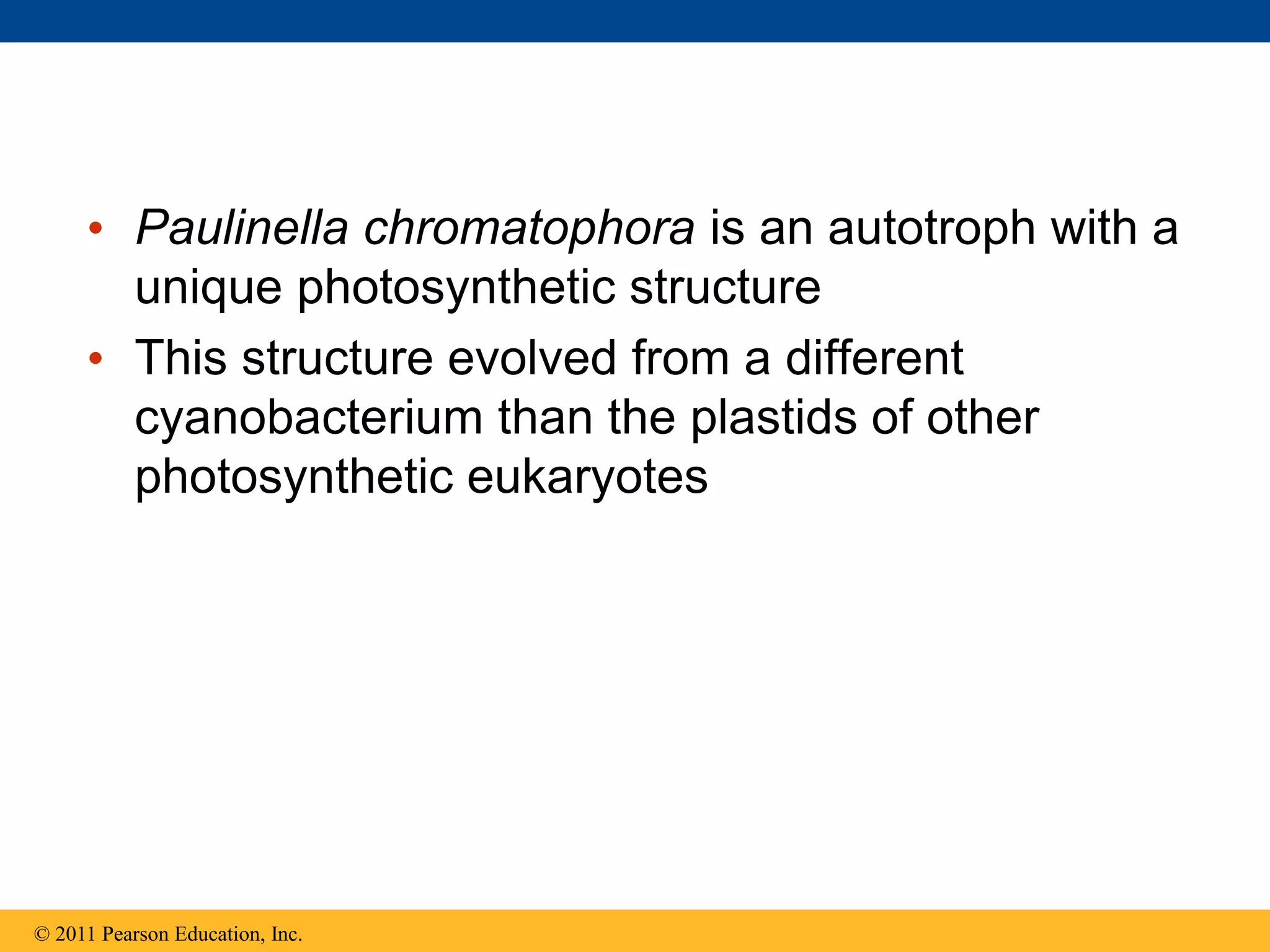 • Paulinella chromatophora is an autotroph with a
unique photosynthetic structure
• This structure evolved from a different
cyanobacterium than the plastids of other
photosynthetic eukaryotes
© 2011 Pearson Education, Inc.
 