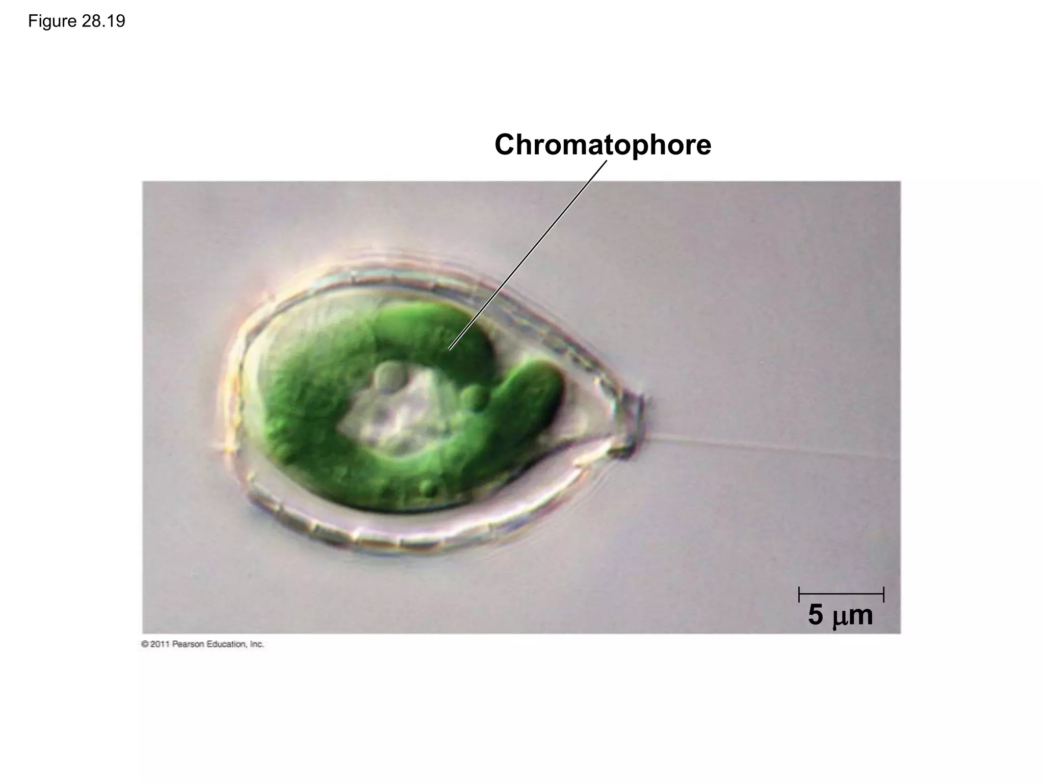 Figure 28.19
Chromatophore
5 m
 
