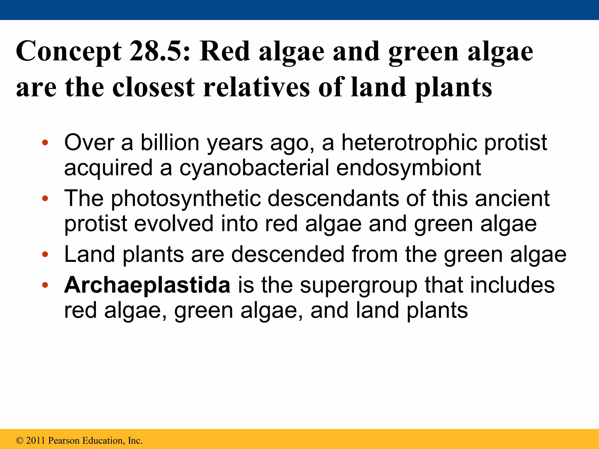 Concept 28.5: Red algae and green algae
are the closest relatives of land plants
• Over a billion years ago, a heterotrophic protist
acquired a cyanobacterial endosymbiont
• The photosynthetic descendants of this ancient
protist evolved into red algae and green algae
• Land plants are descended from the green algae
• Archaeplastida is the supergroup that includes
red algae, green algae, and land plants
© 2011 Pearson Education, Inc.
 