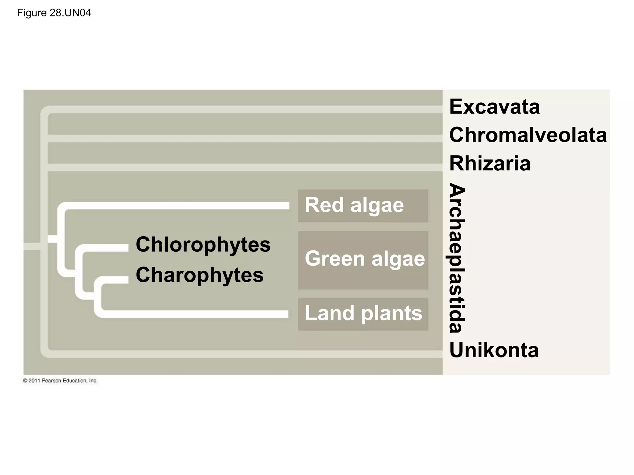 Figure 28.UN04
Chlorophytes
Charophytes
Archaeplastida
Excavata
Chromalveolata
Rhizaria
Unikonta
Red algae
Green algae
Land plants
 