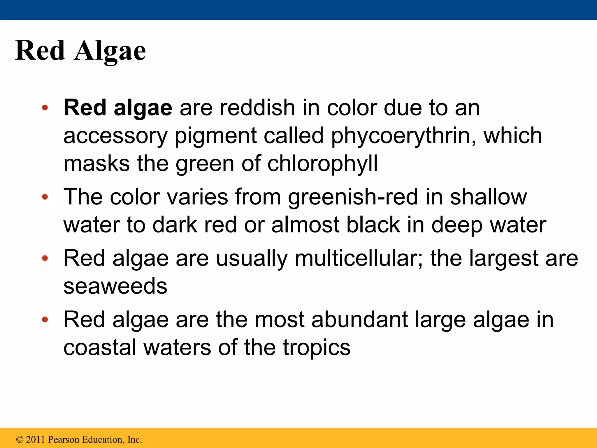 Red Algae
• Red algae are reddish in color due to an
accessory pigment called phycoerythrin, which
masks the green of chlorophyll
• The color varies from greenish-red in shallow
water to dark red or almost black in deep water
• Red algae are usually multicellular; the largest are
seaweeds
• Red algae are the most abundant large algae in
coastal waters of the tropics
© 2011 Pearson Education, Inc.
 