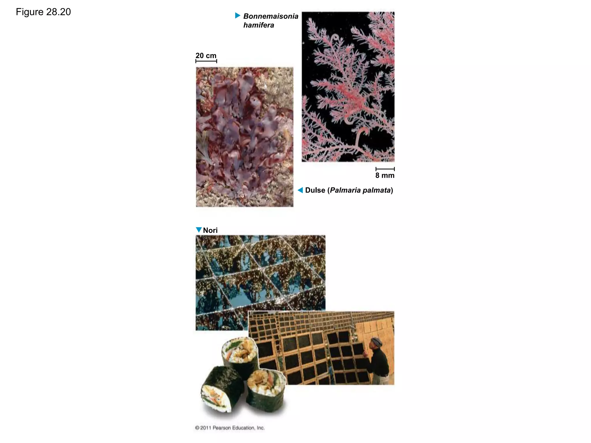 Figure 28.20
20 cm
8 mm
Bonnemaisonia
hamifera
Dulse (Palmaria palmata)
Nori
 