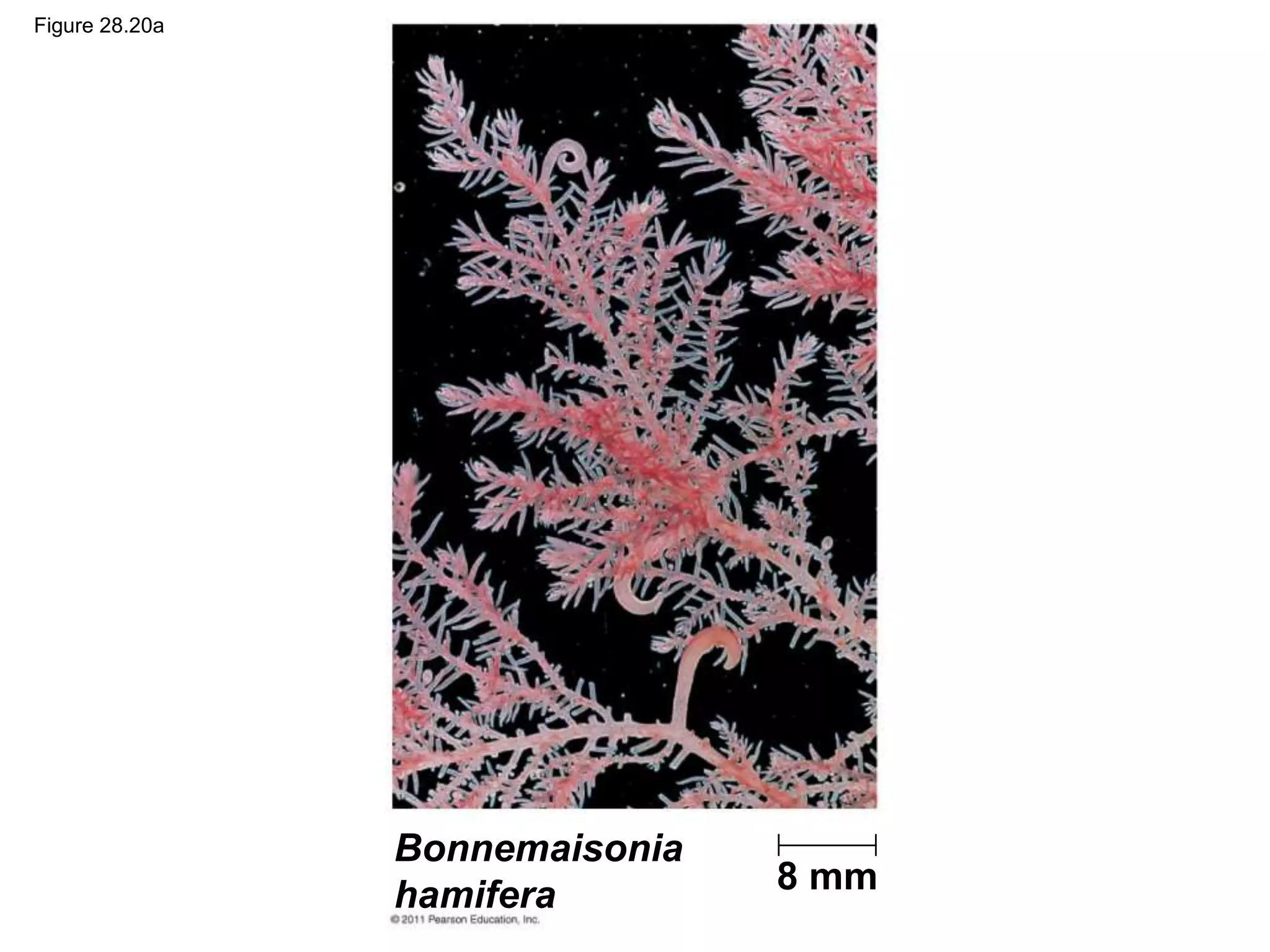 Figure 28.20a
8 mm
Bonnemaisonia
hamifera
 