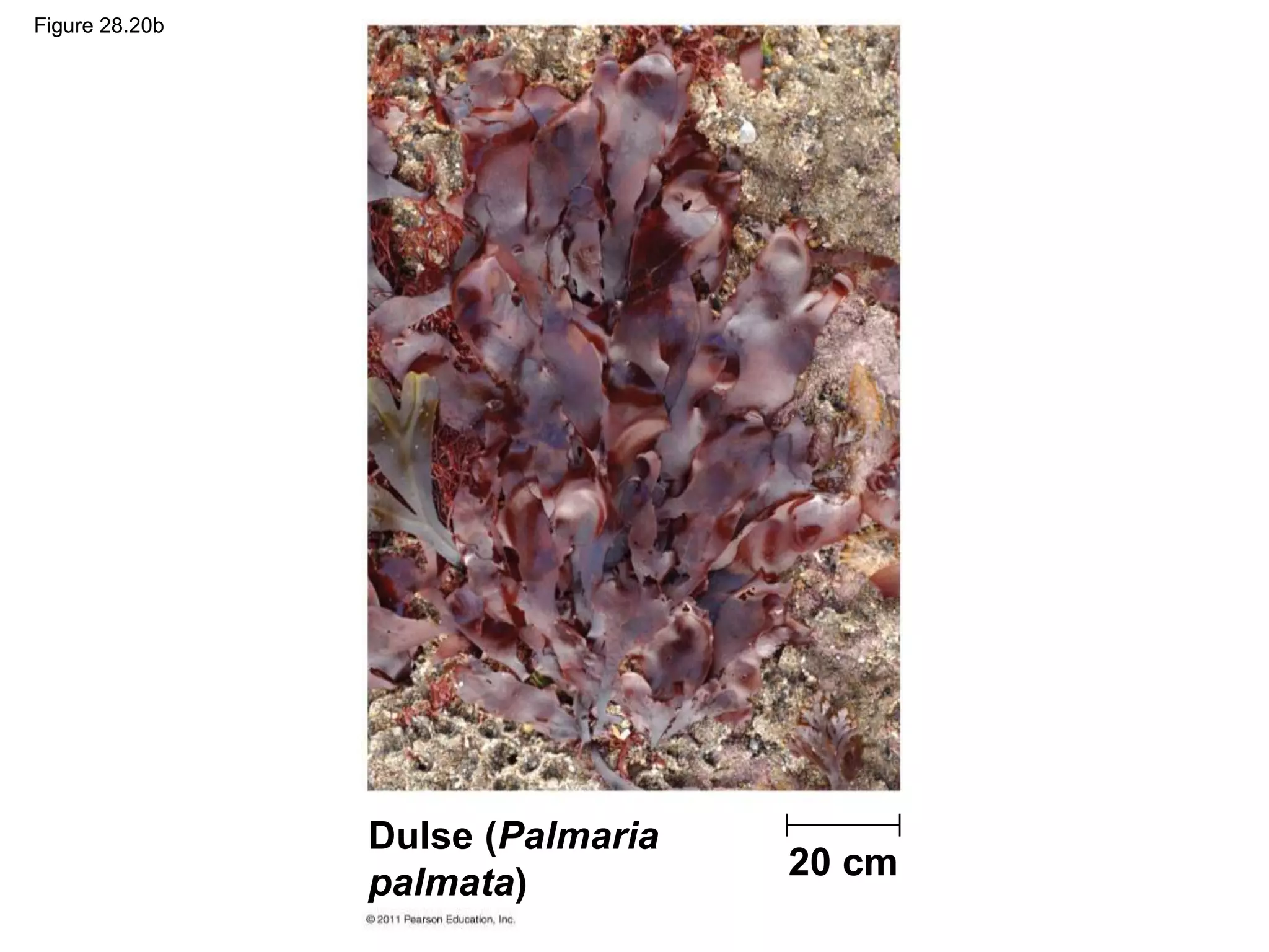 Figure 28.20b
20 cm
Dulse (Palmaria
palmata)
 