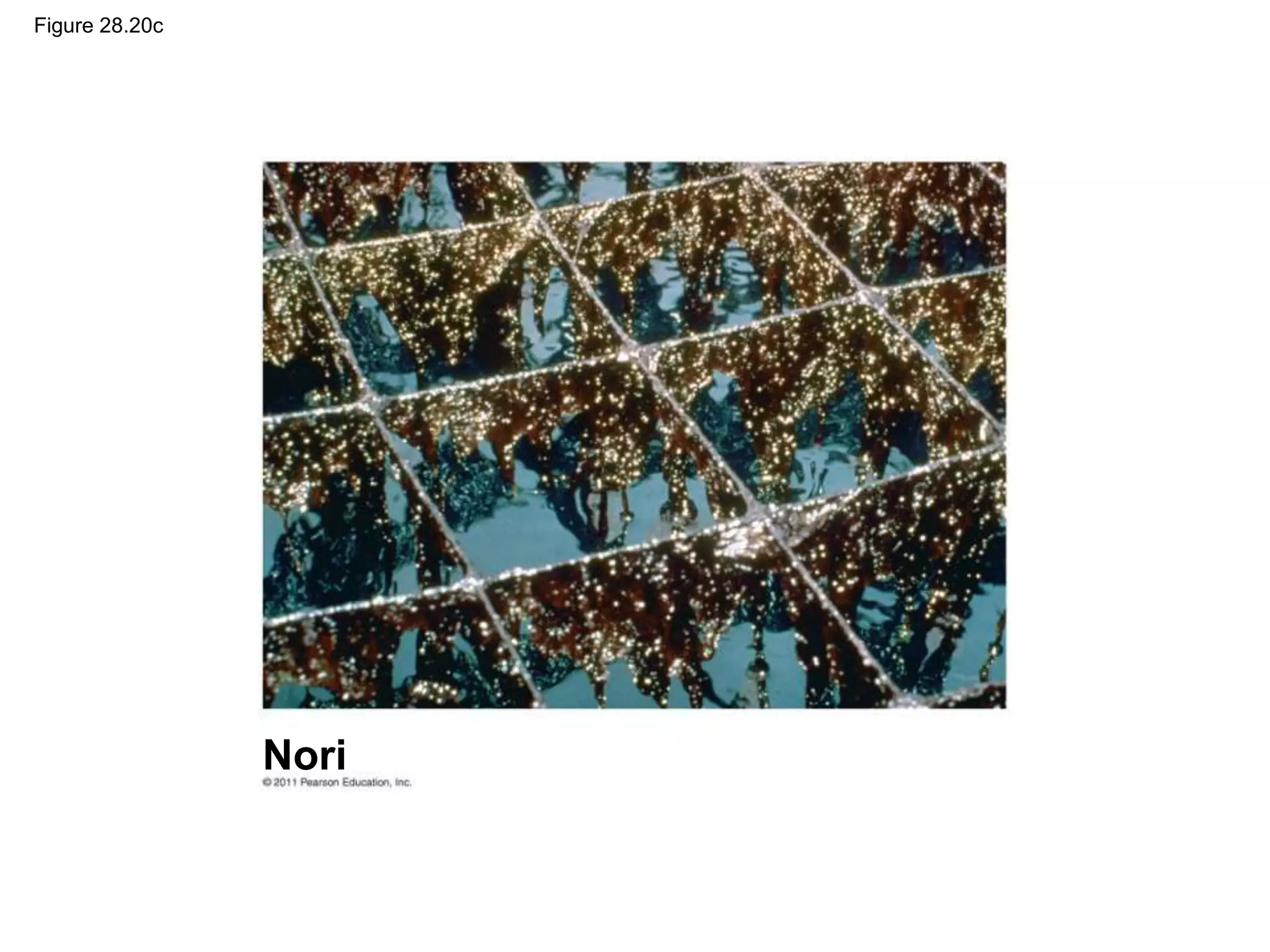 Figure 28.20c
Nori
 