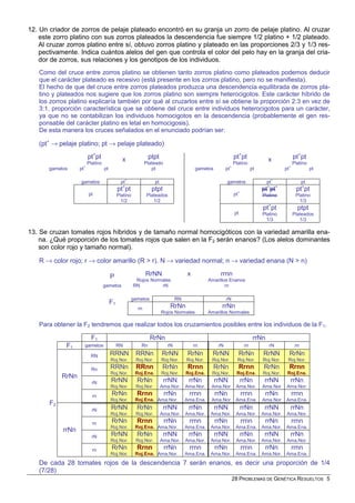 12. Un criador de zorros de pelaje plateado encontró en su granja un zorro de pelaje platino. Al cruzar
    este zorro platino con sus zorros plateados la descendencia fue siempre 1/2 platino + 1/2 plateado.
    Al cruzar zorros platino entre sí, obtuvo zorros platino y plateado en las proporciones 2/3 y 1/3 res-
    pectivamente. Indica cuántos alelos del gen que controla el color del pelo hay en la granja del cria-
    dor de zorros, sus relaciones y los genotipos de los individuos.
   Como del cruce entre zorros platino se obtienen tanto zorros platino como plateados podemos deducir
   que el carácter plateado es recesivo (está presente en los zorros platino, pero no se manifiesta).
   El hecho de que del cruce entre zorros plateados produzca una descendencia equilibrada de zorros pla-
   tino y plateados nos sugiere que los zorros platino son siempre heterocigotos. Este carácter híbrido de
   los zorros platino explicaría también por qué al cruzarlos entre sí se obtiene la proporción 2:3 en vez de
   3:1, proporción característica que se obtiene del cruce entre individuos heterocigotos para un carácter,
   ya que no se contabilizan los individuos homocigotos en la descendencia (probablemente el gen res-
   ponsable del carácter platino es letal en homocigosis).
   De esta manera los cruces señalados en el enunciado podrían ser:

   (pt+ → pelaje platino; pt → pelaje plateado)
                         pt+pt                 x               ptpt                                            pt+pt               x             pt+pt
                         Platino                              Plateado                                         Platino                           Platino
       gametos     pt+             pt                            pt                      gametos         pt+               pt              pt+              pt

                   gametos                     pt+                 pt                                    gametos                   pt+                 pt
                                               +
                                             pt pt               ptpt                                                           pt+pt+            pt+pt
                         pt                  Platino          Plateados                                        pt+              Platino           Platino
                                               1/2               1/2                                                                                1/3
                                                                                                                                pt+pt              ptpt
                                                                                                                pt              Platino          Plateados
                                                                                                                                  1/3               1/3

13. Se cruzan tomates rojos híbridos y de tamaño normal homocigóticos con la variedad amarilla ena-
    na. ¿Qué proporción de los tomates rojos que salen en la F2 serán enanos? (Los alelos dominantes
    son color rojo y tamaño normal).

   R → color rojo; r → color amarillo (R > r). N → variedad normal; n → variedad enana (N > n)

                                        P                     RrNN                   x               rrnn
                                                        Rojos Normales                          Amarillos Enanos
                                   gametos             RN         rN                                    rn

                                                     gametos                    RN                       rN
                                        F1
                                                         rn                 RrNn                      rrNn
                                                                        Rojos Normales          Amarillos Normales

   Para obtener la F2 tendremos que realizar todos los cruzamientos posibles entre los individuos de la F1.

                          F1                                    RrNn                                                        rrNn
             F1      gametos                 RN           Rn               rN            rn         rN                rn            rN            rn

                          RN            RRNN            RRNn            RrNN          RrNn        RrNN               RrNn       RrNN         RrNn
                                        Roj.Nor.        Roj.Nor.        Roj.Nor.     Roj.Nor.    Roj.Nor.        Roj.Nor.       Roj.Nor.    Roj.Nor.
                           Rn           RRNn            RRnn            RrNn          Rrnn        RrNn               Rrnn       RrNn         Rrnn
                                        Roj.Nor.       Roj.Ena.         Roj.Nor.     Roj.Ena.    Roj.Nor.        Roj.Ena.       Roj.Nor.    Roj.Ena.
            RrNn
                           rN           RrNN            RrNn             rrNN         rrNn         rrNN              rrNn        rrNN            rrNn
                                        Roj.Nor.        Roj.Nor.        Ama.Nor.     Ama.Nor.    Ama.Nor        Ama.Nor.        Ama.Nor     Ama.Nor.
                           rn           RrNn            Rrnn             rrNn         rrnn         rrNn              rrnn        rrNn            rrnn
                                        Roj.Nor.       Roj.Ena. Ama.Nor.             Ama.Ena.    Ama.Nor        Ama.Ena.        Ama.Nor    Ama.Ena.
       F2
                           rN           RrNN            RrNn             rrNN         rrNn         rrNN              rrNn        rrNN            rrNn
                                        Roj.Nor.        Roj.Nor.        Ama.Nor.     Ama.Nor.    Ama.Nor.       Ama.Nor.        Ama.Nor.    Ama.Nor.
                           rn           RrNn            Rrnn             rrNn         rrnn         rrNn              rrnn        rrNn            rrnn
                                        Roj.Nor.       Roj.Ena. Ama.Nor.             Ama.Ena.    Ama.Nor. Ama.Ena. Ama.Nor.                Ama.Ena.
            rrNn
                           rN           RrNN            RrNn             rrNN         rrNn         rrNN              rrNn        rrNN            rrNn
                                        Roj.Nor.        Roj.Nor.        Ama.Nor.     Ama.Nor.    Ama.Nor.       Ama.Nor.        Ama.Nor.    Ama.Nor.
                           rn           RrNn            Rrnn             rrNn         rrnn         rrNn              rrnn        rrNn            rrnn
                                        Roj.Nor.       Roj.Ena. Ama.Nor.             Ama.Ena.    Ama.Nor. Ama.Ena. Ama.Nor.                Ama.Ena.
   De cada 28 tomates rojos de la descendencia 7 serán enanos, es decir una proporción de 1/4
   (7/28)
                                                                                                               28 PROBLEMAS DE GENÉTICA RESUELTOS 5
 