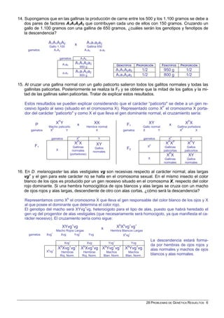 14. Supongamos que en las gallinas la producción de carne entre los 500 y los 1.100 gramos se debe a
    dos pares de factores A1A1A2A2 que contribuyen cada uno de ellos con 150 gramos. Cruzando un
    gallo de 1.100 gramos con una gallina de 650 gramos, ¿cuáles serán los genotipos y fenotipos de
    la descendencia?

                  A1A1A2A2                 x              A1a1a2a2
                  Gallo 1.100                          Gallina 650
     gametos         A1A2                             A1a2       a1a2

                              gametos              A1A2
                               A1a2        A1A1A2a2
                                                                                     GENOTIPOS         PROPORCIÓN        FENOTIPOS       PROPORCIÓN
                                                   950 g
                                           A1a1A2a2                                  A1A1A2a2             1/2             950 g              1/2
                               a1a2
                                                   800 g                             A1a1A2a2             1/2             800 g              1/2

15. Al cruzar una gallina normal con un gallo paticorto salieron todos los gallitos normales y todas las
    gallinitas paticortas. Posteriormente se realiza la F2 y se obtiene que la mitad de los gallos y la mi-
    tad de las gallinas salen paticortas. Tratar de explicar estos resultados.

   Estos resultados se pueden explicar considerando que el carácter “paticorto" se debe a un gen re-
   cesivo ligado al sexo (situado en el cromosoma X). Representado como XP el cromosoma X porta-
   dor del carácter “paticorto" y como X el que lleva el gen dominante normal, el cruzamiento sería:

          P               X PY                 x                 XX                        F1                   XY            x             XPX
                  Macho paticorto                         Hembra normal                                   Gallo normal                 Gallina portadora
       gametos     XP         Y                                X                         gametos          X         Y                   XP           X

                      gametos              XP                      Y                                       gametos           XP                 Y
                                               P
                                         X X                      XY                                                       X XP
                                                                                                                             P
                                                                                                                                              X PY
         F1                             Gallinas                                                             XP            Gallinas          Gallos
                          X             normales
                                                                 Gallos                    F2                             paticortas        paticortos
                                                                normales
                                      (portadoras)                                                                          XPX                XY
                                                                                                                X         Gallinas           Gallos
                                                                                                                          normales          normales


16. En D. melanogaster las alas vestigiales vg son recesivas respecto al carácter normal, alas largas
    vg+ y el gen para este carácter no se halla en el cromosoma sexual. En el mismo insecto el color
    blanco de los ojos es producido por un gen recesivo situado en el cromosoma X, respecto del color
    rojo dominante. Si una hembra homocigótica de ojos blancos y alas largas se cruza con un macho
    de ojos rojos y alas largas, descendiente de otro con alas cortas, ¿cómo será la descendencia?

   Representamos como Xb el cromosoma X que lleva el gen responsable del color blanco de los ojos y X
   al que posee el dominante que determina el color rojo.
   El genotipo del macho será XYvg+vg, heterocigoto para el tipo de alas, puesto que habrá heredado el
   gen vg del progenitor de alas vestigiales (que necesariamente será homocigoto, ya que manifiesta el ca-
   rácter recesivo). El cruzamiento sería como sigue:

                               XYvg+vg                                 x             XbXbvg+vg+
                          Macho Rojos Largas                                   Hembra Blancos Largas
      gametos    Xvg+       Xvg      Yvg+                  Yvg                           Xbvg+
                                                                                                                    La descendencia estará forma-
                                 Xvg+                     Xvg                 Yvg+               Yvg
                                                                                                                    da por hembras de ojos rojos y
                  b   +
                           XbXvg+vg+ XbXvg+vg XbYvg+vg+ XbYvg+vg                                                    alas normales y machos de ojos
                 X vg          Hembras               Hembras                 Machos         Machos
                              Roj. Norm.            Roj. Norm.             Blan. Norm.    Blan. Norm.               blancos y alas normales.




                                                                                                            28 PROBLEMAS DE GENÉTICA RESUELTOS 6
 