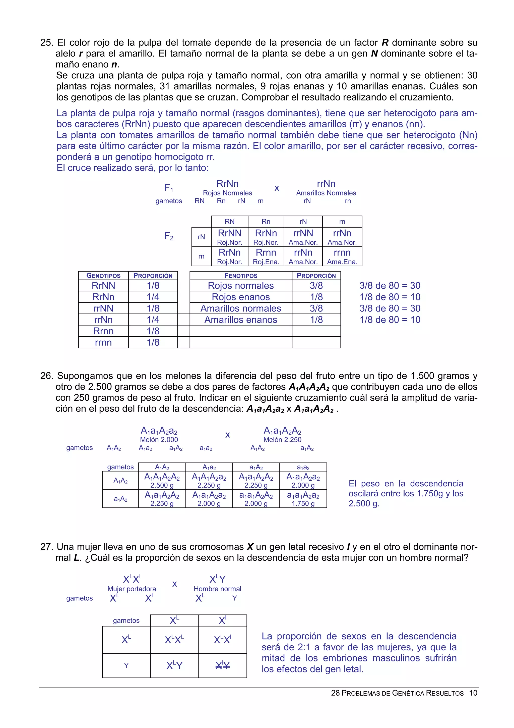 28 PROBLEMAS DE GENÉTICA RESUELTOS 10
25. El color rojo de la pulpa del tomate depende de la presencia de un factor R dominante sobre su
alelo r para el amarillo. El tamaño normal de la planta se debe a un gen N dominante sobre el ta-
maño enano n.
Se cruza una planta de pulpa roja y tamaño normal, con otra amarilla y normal y se obtienen: 30
plantas rojas normales, 31 amarillas normales, 9 rojas enanas y 10 amarillas enanas. Cuáles son
los genotipos de las plantas que se cruzan. Comprobar el resultado realizando el cruzamiento.
La planta de pulpa roja y tamaño normal (rasgos dominantes), tiene que ser heterocigoto para am-
bos caracteres (RrNn) puesto que aparecen descendientes amarillos (rr) y enanos (nn).
La planta con tomates amarillos de tamaño normal también debe tiene que ser heterocigoto (Nn)
para este último carácter por la misma razón. El color amarillo, por ser el carácter recesivo, corres-
ponderá a un genotipo homocigoto rr.
El cruce realizado será, por lo tanto:
F1
RrNn
Rojos Normales
x rrNn
Amarillos Normales
gametos RN Rn rN rn rN rn
F2
RN Rn rN rn
rN RrNN
Roj.Nor.
RrNn
Roj.Nor.
rrNN
Ama.Nor.
rrNn
Ama.Nor.
rn RrNn
Roj.Nor.
Rrnn
Roj.Ena.
rrNn
Ama.Nor.
rrnn
Ama.Ena.
GENOTIPOS PROPORCIÓN FENOTIPOS PROPORCIÓN
RrNN 1/8 Rojos normales 3/8 3/8 de 80 = 30
RrNn 1/4 Rojos enanos 1/8 1/8 de 80 = 10
rrNN 1/8 Amarillos normales 3/8 3/8 de 80 = 30
rrNn 1/4 Amarillos enanos 1/8 1/8 de 80 = 10
Rrnn 1/8
rrnn 1/8
26. Supongamos que en los melones la diferencia del peso del fruto entre un tipo de 1.500 gramos y
otro de 2.500 gramos se debe a dos pares de factores A1A1A2A2 que contribuyen cada uno de ellos
con 250 gramos de peso al fruto. Indicar en el siguiente cruzamiento cuál será la amplitud de varia-
ción en el peso del fruto de la descendencia: A1a1A2a2 x A1a1A2A2 .
A1a1A2a2
Melón 2.000
x A1a1A2A2
Melón 2.250
gametos A1A2 A1a2 a1A2 a1a2 A1A2 a1A2
gametos A1A2 A1a2 a1A2 a1a2
A1A2
A1A1A2A2
2.500 g
A1A1A2a2
2.250 g
A1a1A2A2
2.250 g
A1a1A2a2
2.000 g
a1A2
A1a1A2A2
2.250 g
A1a1A2a2
2.000 g
a1a1A2A2
2.000 g
a1a1A2a2
1.750 g
El peso en la descendencia
oscilará entre los 1.750g y los
2.500 g.
27. Una mujer lleva en uno de sus cromosomas X un gen letal recesivo l y en el otro el dominante nor-
mal L. ¿Cuál es la proporción de sexos en la descendencia de esta mujer con un hombre normal?
XL
Xl
Mujer portadora
x XL
Y
Hombre normal
gametos XL
Xl
XL
Y
gametos XL
Xl
XL
XL
XL
XL
Xl
Y XL
Y Xl
Y
La proporción de sexos en la descendencia
será de 2:1 a favor de las mujeres, ya que la
mitad de los embriones masculinos sufrirán
los efectos del gen letal.
 
