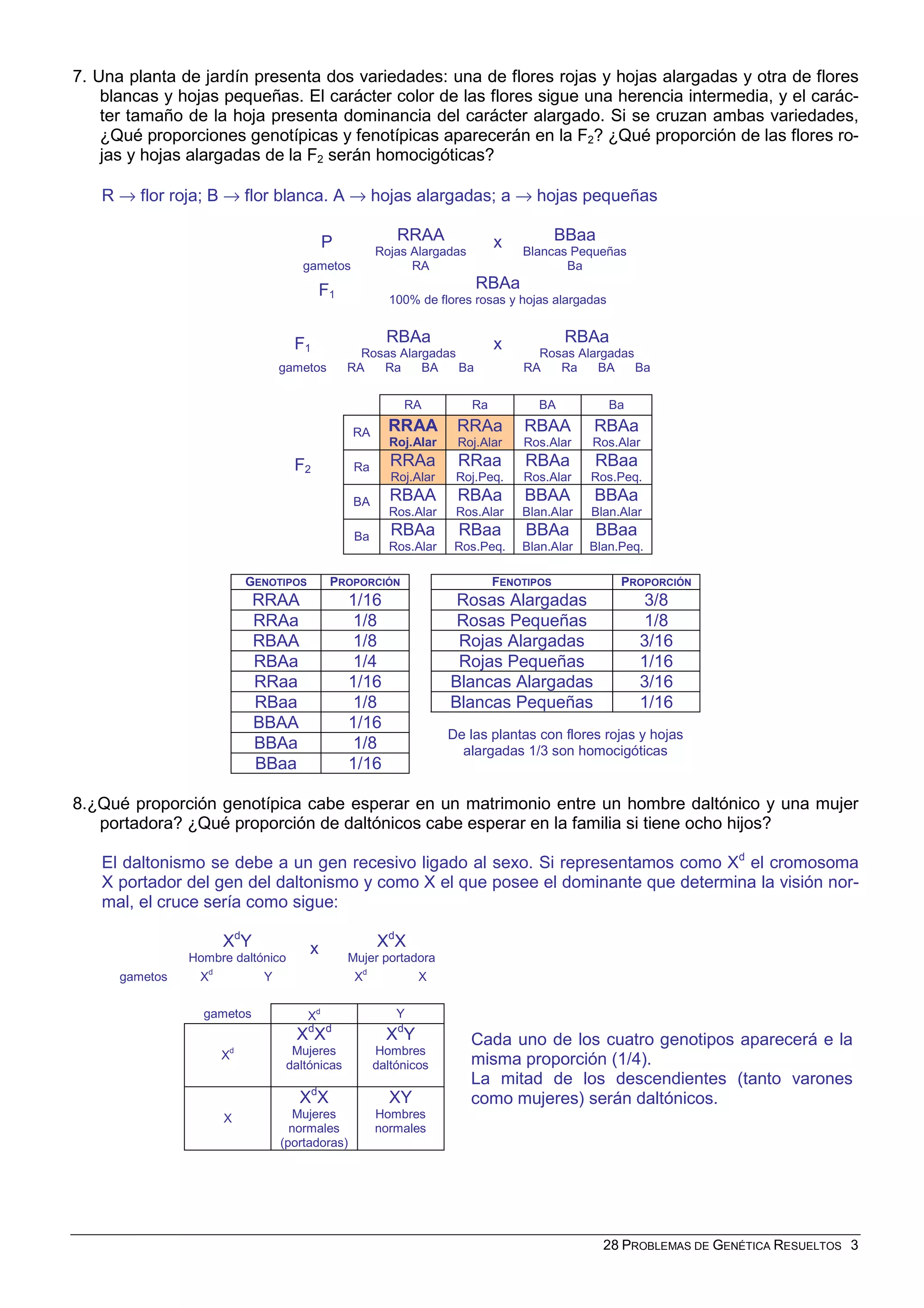 28 PROBLEMAS DE GENÉTICA RESUELTOS 3
7. Una planta de jardín presenta dos variedades: una de flores rojas y hojas alargadas y otra de flores
blancas y hojas pequeñas. El carácter color de las flores sigue una herencia intermedia, y el carác-
ter tamaño de la hoja presenta dominancia del carácter alargado. Si se cruzan ambas variedades,
¿Qué proporciones genotípicas y fenotípicas aparecerán en la F2? ¿Qué proporción de las flores ro-
jas y hojas alargadas de la F2 serán homocigóticas?
R → flor roja; B → flor blanca. A → hojas alargadas; a → hojas pequeñas
P RRAA
Rojas Alargadas
x BBaa
Blancas Pequeñas
gametos RA Ba
F1
RBAa
100% de flores rosas y hojas alargadas
F1
RBAa
Rosas Alargadas
x RBAa
Rosas Alargadas
gametos RA Ra BA Ba RA Ra BA Ba
F2
RA Ra BA Ba
RA RRAA
Roj.Alar
RRAa
Roj.Alar
RBAA
Ros.Alar
RBAa
Ros.Alar
Ra RRAa
Roj.Alar
RRaa
Roj.Peq.
RBAa
Ros.Alar
RBaa
Ros.Peq.
BA RBAA
Ros.Alar
RBAa
Ros.Alar
BBAA
Blan.Alar
BBAa
Blan.Alar
Ba RBAa
Ros.Alar
RBaa
Ros.Peq.
BBAa
Blan.Alar
BBaa
Blan.Peq.
GENOTIPOS PROPORCIÓN FENOTIPOS PROPORCIÓN
RRAA 1/16 Rosas Alargadas 3/8
RRAa 1/8 Rosas Pequeñas 1/8
RBAA 1/8 Rojas Alargadas 3/16
RBAa 1/4 Rojas Pequeñas 1/16
RRaa 1/16 Blancas Alargadas 3/16
RBaa 1/8 Blancas Pequeñas 1/16
BBAA 1/16
BBAa 1/8
BBaa 1/16
De las plantas con flores rojas y hojas
alargadas 1/3 son homocigóticas
8.¿Qué proporción genotípica cabe esperar en un matrimonio entre un hombre daltónico y una mujer
portadora? ¿Qué proporción de daltónicos cabe esperar en la familia si tiene ocho hijos?
El daltonismo se debe a un gen recesivo ligado al sexo. Si representamos como Xd
el cromosoma
X portador del gen del daltonismo y como X el que posee el dominante que determina la visión nor-
mal, el cruce sería como sigue:
Xd
Y
Hombre daltónico
x Xd
X
Mujer portadora
gametos Xd
Y Xd
X
gametos Xd Y
Xd
Xd
Xd
Mujeres
daltónicas
Xd
Y
Hombres
daltónicos
X
Xd
X
Mujeres
normales
(portadoras)
XY
Hombres
normales
Cada uno de los cuatro genotipos aparecerá e la
misma proporción (1/4).
La mitad de los descendientes (tanto varones
como mujeres) serán daltónicos.
 