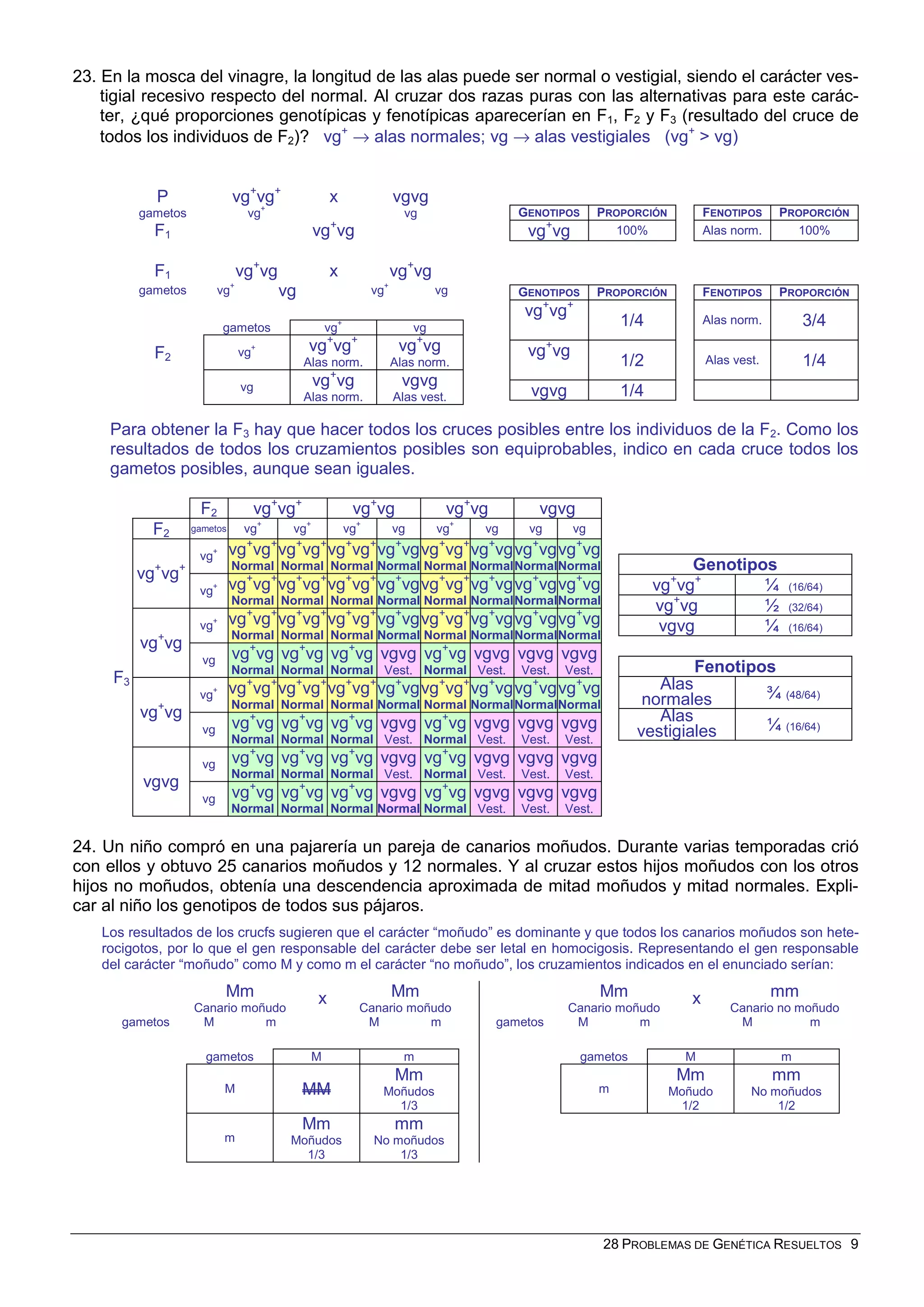 28 PROBLEMAS DE GENÉTICA RESUELTOS 9
23. En la mosca del vinagre, la longitud de las alas puede ser normal o vestigial, siendo el carácter ves-
tigial recesivo respecto del normal. Al cruzar dos razas puras con las alternativas para este carác-
ter, ¿qué proporciones genotípicas y fenotípicas aparecerían en F1, F2 y F3 (resultado del cruce de
todos los individuos de F2)? vg+
→ alas normales; vg → alas vestigiales (vg+
> vg)
P vg+
vg+
x vgvg
gametos vg+
vg
F1 vg+
vg
GENOTIPOS PROPORCIÓN FENOTIPOS PROPORCIÓN
vg+
vg 100% Alas norm. 100%
F1 vg+
vg x vg+
vg
gametos vg+
vg vg+
vg
F2
gametos vg+
vg
vg+ vg+
vg+
Alas norm.
vg+
vg
Alas norm.
vg vg+
vg
Alas norm.
vgvg
Alas vest.
GENOTIPOS PROPORCIÓN FENOTIPOS PROPORCIÓN
vg+
vg+
1/4 Alas norm. 3/4
vg+
vg
1/2 Alas vest. 1/4
vgvg 1/4
Para obtener la F3 hay que hacer todos los cruces posibles entre los individuos de la F2. Como los
resultados de todos los cruzamientos posibles son equiprobables, indico en cada cruce todos los
gametos posibles, aunque sean iguales.
F2 vg+
vg+
vg+
vg vg+
vg vgvg
F2 gametos vg+
vg+
vg+
vg vg+
vg vg vg
vg+ vg+
vg+
Normal
vg+
vg+
Normal
vg+
vg+
Normal
vg+
vg
Normal
vg+
vg+
Normal
vg+
vg
Normal
vg+
vg
Normal
vg+
vg
Normal
vg+
vg+
vg+ vg+
vg+
Normal
vg+
vg+
Normal
vg+
vg+
Normal
vg+
vg
Normal
vg+
vg+
Normal
vg+
vg
Normal
vg+
vg
Normal
vg+
vg
Normal
vg+ vg+
vg+
Normal
vg+
vg+
Normal
vg+
vg+
Normal
vg+
vg
Normal
vg+
vg+
Normal
vg+
vg
Normal
vg+
vg
Normal
vg+
vg
Normal
vg+
vg
vg vg+
vg
Normal
vg+
vg
Normal
vg+
vg
Normal
vgvg
Vest.
vg+
vg
Normal
vgvg
Vest.
vgvg
Vest.
vgvg
Vest.
vg+ vg+
vg+
Normal
vg+
vg+
Normal
vg+
vg+
Normal
vg+
vg
Normal
vg+
vg+
Normal
vg+
vg
Normal
vg+
vg
Normal
vg+
vg
Normal
vg+
vg
vg vg+
vg
Normal
vg+
vg
Normal
vg+
vg
Normal
vgvg
Vest.
vg+
vg
Normal
vgvg
Vest.
vgvg
Vest.
vgvg
Vest.
vg vg+
vg
Normal
vg+
vg
Normal
vg+
vg
Normal
vgvg
Vest.
vg+
vg
Normal
vgvg
Vest.
vgvg
Vest.
vgvg
Vest.
F3
vgvg
vg vg+
vg
Normal
vg+
vg
Normal
vg+
vg
Normal
vgvg
Normal
vg+
vg
Normal
vgvg
Vest.
vgvg
Vest.
vgvg
Vest.
Genotipos
vg+
vg+
¼ (16/64)
vg+
vg ½ (32/64)
vgvg ¼ (16/64)
Fenotipos
Alas
normales ¾ (48/64)
Alas
vestigiales ¼ (16/64)
24. Un niño compró en una pajarería un pareja de canarios moñudos. Durante varias temporadas crió
con ellos y obtuvo 25 canarios moñudos y 12 normales. Y al cruzar estos hijos moñudos con los otros
hijos no moñudos, obtenía una descendencia aproximada de mitad moñudos y mitad normales. Expli-
car al niño los genotipos de todos sus pájaros.
Los resultados de los crucfs sugieren que el carácter “moñudo” es dominante y que todos los canarios moñudos son hete-
rocigotos, por lo que el gen responsable del carácter debe ser letal en homocigosis. Representando el gen responsable
del carácter “moñudo” como M y como m el carácter “no moñudo”, los cruzamientos indicados en el enunciado serían:
Mm
Canario moñudo
x Mm
Canario moñudo
gametos M m M m
gametos M m
M MM
Mm
Moñudos
1/3
m
Mm
Moñudos
1/3
mm
No moñudos
1/3
Mm
Canario moñudo
x mm
Canario no moñudo
gametos M m M m
gametos M m
m
Mm
Moñudo
1/2
mm
No moñudos
1/2
 