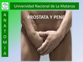 Universidad Nacional de La Matanza

A
           PROSTATA Y PENE
N
A
T
O
M
I
A
 