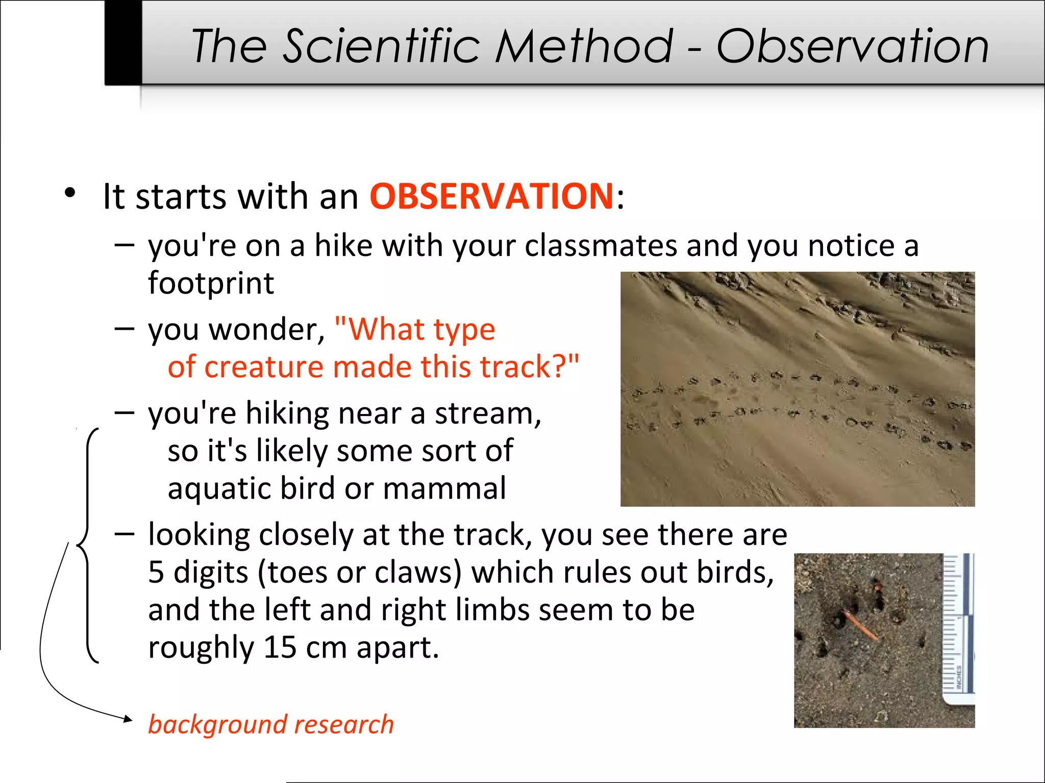 The Scientific Method - Observation
• It starts with an OBSERVATION:
– you're on a hike with your classmates and you notice a
footprint
– you wonder, "What type
of creature made this track?"
– you're hiking near a stream,
so it's likely some sort of
aquatic bird or mammal
– looking closely at the track, you see there are
5 digits (toes or claws) which rules out birds,
and the left and right limbs seem to be
roughly 15 cm apart.
background research
 