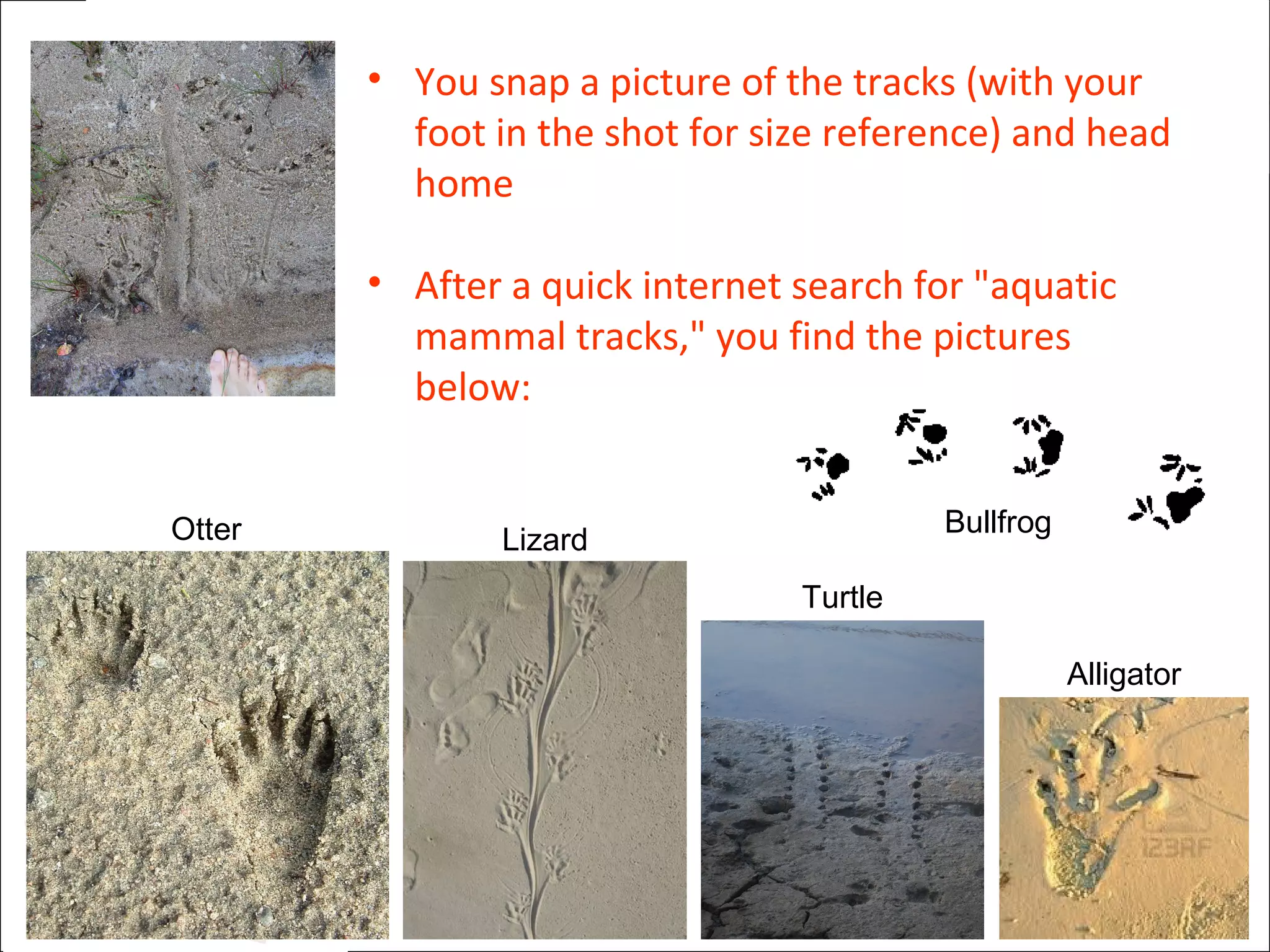 • You snap a picture of the tracks (with your
foot in the shot for size reference) and head
home
• After a quick internet search for "aquatic
mammal tracks," you find the pictures
below:
Turtle
Otter Lizard
Alligator
Bullfrog
 