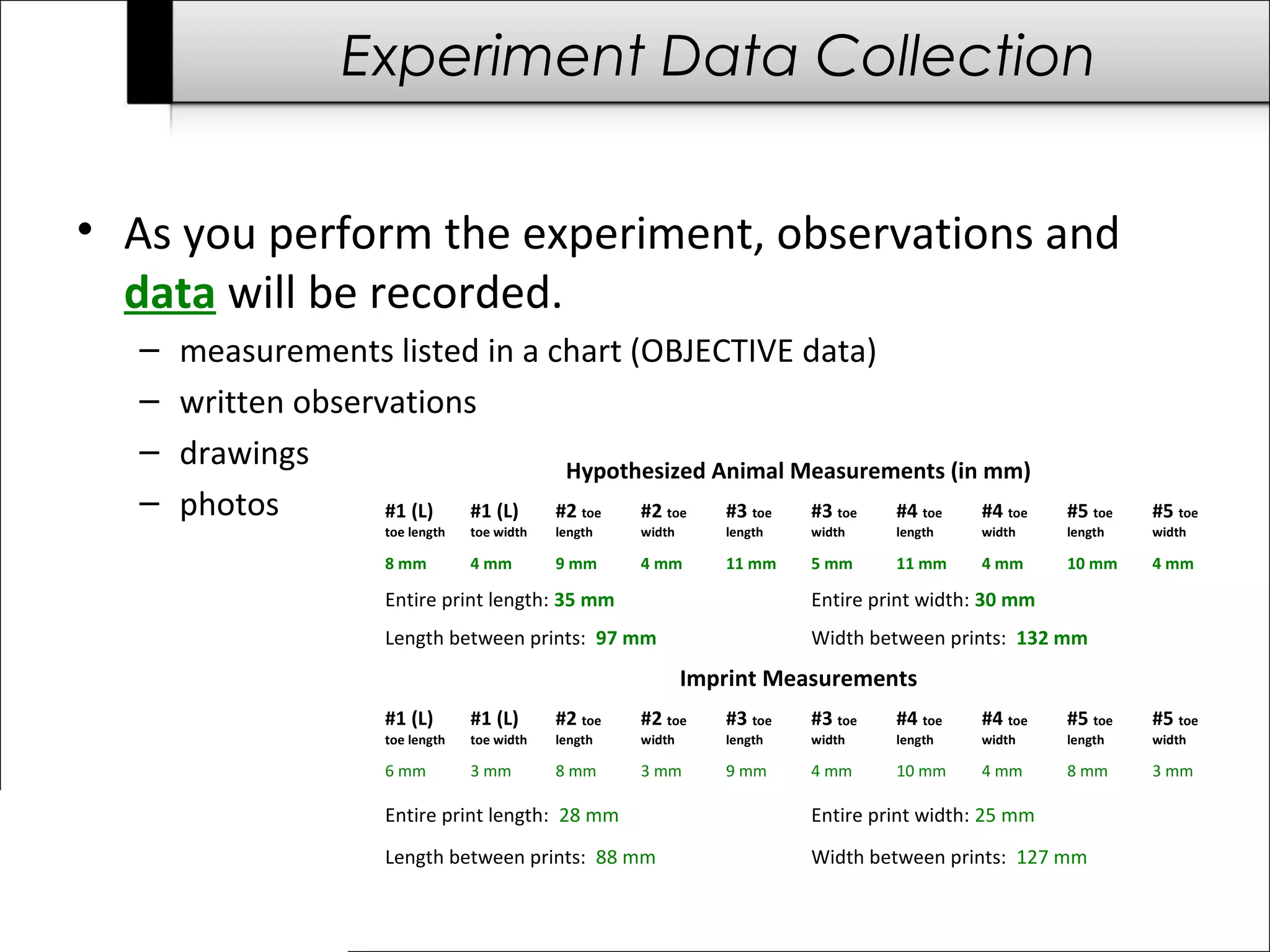 Experiment Data Collection
• As you perform the experiment, observations and
data will be recorded.
– measurements listed in a chart (OBJECTIVE data)
– written observations
– drawings
– photos
Hypothesized Animal Measurements (in mm)
#1 (L)
toe length
#1 (L)
toe width
#2 toe
length
#2 toe
width
#3 toe
length
#3 toe
width
#4 toe
length
#4 toe
width
#5 toe
length
#5 toe
width
8 mm 4 mm 9 mm 4 mm 11 mm 5 mm 11 mm 4 mm 10 mm 4 mm
Entire print length: 35 mm Entire print width: 30 mm
Length between prints: 97 mm Width between prints: 132 mm
Imprint Measurements
#1 (L)
toe length
#1 (L)
toe width
#2 toe
length
#2 toe
width
#3 toe
length
#3 toe
width
#4 toe
length
#4 toe
width
#5 toe
length
#5 toe
width
6 mm 3 mm 8 mm 3 mm 9 mm 4 mm 10 mm 4 mm 8 mm 3 mm
Entire print length: 28 mm Entire print width: 25 mm
Length between prints: 88 mm Width between prints: 127 mm
 