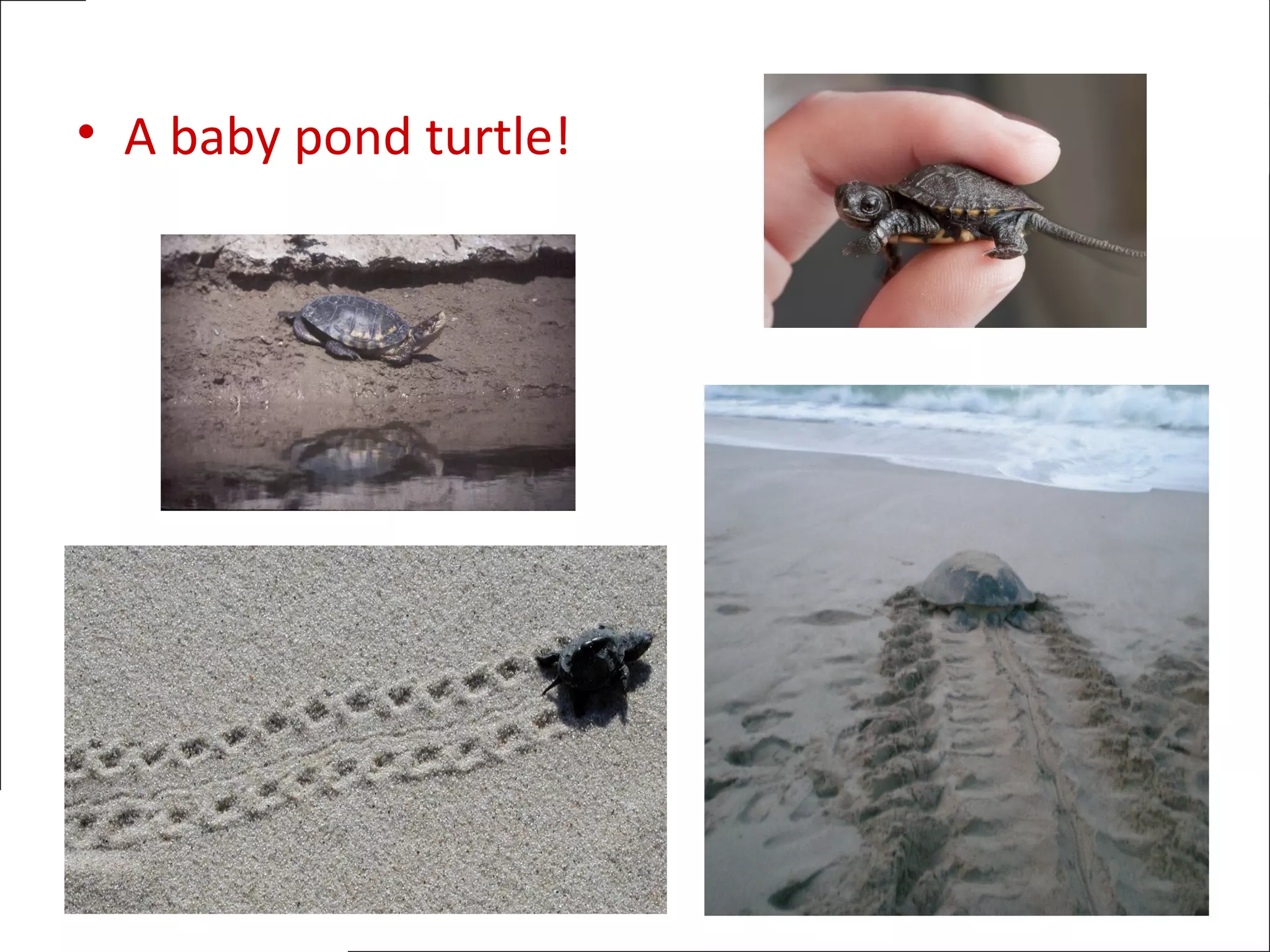 • A baby pond turtle!
 