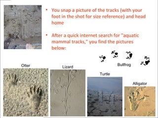 • You snap a picture of the tracks (with your
foot in the shot for size reference) and head
home
• After a quick internet search for "aquatic
mammal tracks," you find the pictures
below:
Turtle
Otter Lizard
Alligator
Bullfrog
 