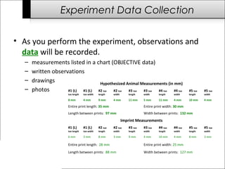 Experiment Data Collection
• As you perform the experiment, observations and
data will be recorded.
– measurements listed in a chart (OBJECTIVE data)
– written observations
– drawings
– photos
Hypothesized Animal Measurements (in mm)
#1 (L)
toe length
#1 (L)
toe width
#2 toe
length
#2 toe
width
#3 toe
length
#3 toe
width
#4 toe
length
#4 toe
width
#5 toe
length
#5 toe
width
8 mm 4 mm 9 mm 4 mm 11 mm 5 mm 11 mm 4 mm 10 mm 4 mm
Entire print length: 35 mm Entire print width: 30 mm
Length between prints: 97 mm Width between prints: 132 mm
Imprint Measurements
#1 (L)
toe length
#1 (L)
toe width
#2 toe
length
#2 toe
width
#3 toe
length
#3 toe
width
#4 toe
length
#4 toe
width
#5 toe
length
#5 toe
width
6 mm 3 mm 8 mm 3 mm 9 mm 4 mm 10 mm 4 mm 8 mm 3 mm
Entire print length: 28 mm Entire print width: 25 mm
Length between prints: 88 mm Width between prints: 127 mm
 