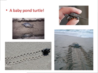 • A baby pond turtle!
 
