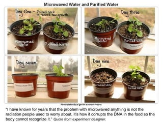 "I have known for years that the problem with microwaved anything is not the
radiation people used to worry about, it's how it corrupts the DNA in the food so the
body cannot recognize it.“ Quote from experiment designer.
 