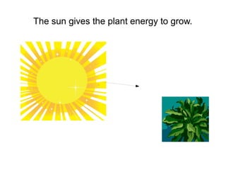 The sun gives the plant energy to grow.

 