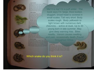 Which snake do you think it is? Me! It is me! I’m a puff adder.  The book says I’m ‘large, thick bodied, sluggish, broad head is covered in small scales. Tail very short. Body scales rough.  Body yellowish to light brown with numerous dark chevrons… active at dusk, Up to 30 young born in late summer. May give deep warning hiss.  Bites readily.  Venom causes swelling and pain, occasionally death. Found throughout Africa.’ 