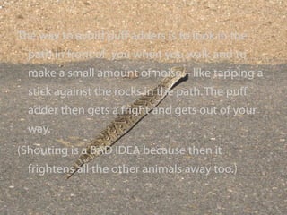 The way to avoid puff adders is to look in the path in front of  you when you walk and to make a small amount of noise – like tapping a stick against the rocks in the path. The puff adder then gets a fright and gets out of your way.  (Shouting is a BAD IDEA because then it frightens all the other animals away too.) 