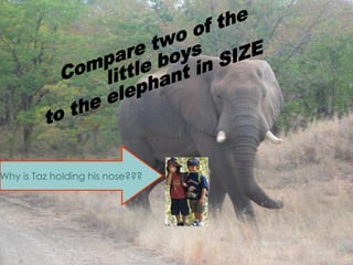 Compare two of the  little boys  to the elephant in SIZE Why is Taz holding his nose??? 