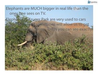 Elephants are MUCH bigger in real life than the ones one sees on TV.  Elephants in Kruger Park are very used to cars and buses and sometimes will allow us to get quite close to them – THEN you can see exactly how big they are. 