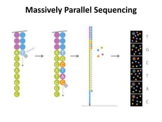 Massively Parallel Sequencing

 
