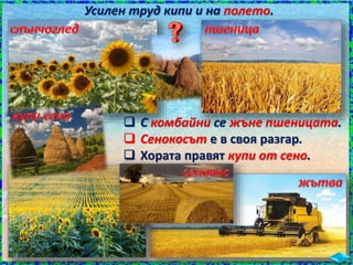 Усилен труд кипи и на полето.
 С комбайни се жъне пшеницата.
 Сенокосът е в своя разгар.
 Хората правят купи от сено.
 