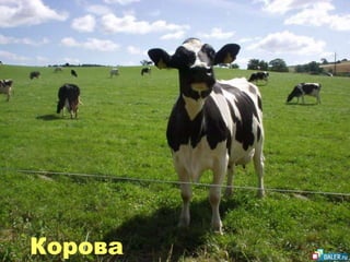 Корова
 