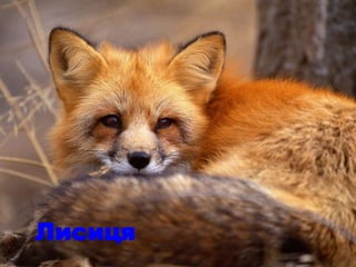 Лисиця
 