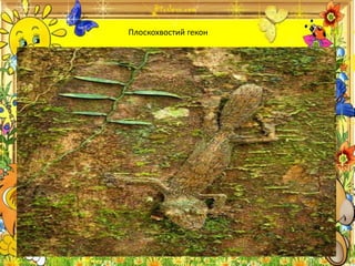 Плоскохвостий гекон
 