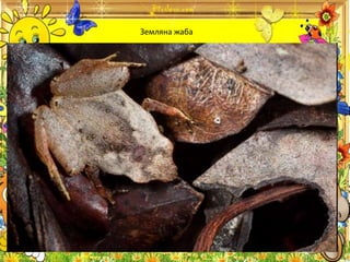 Земляна жаба
 