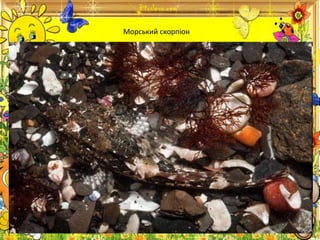 Морський скорпіон
 