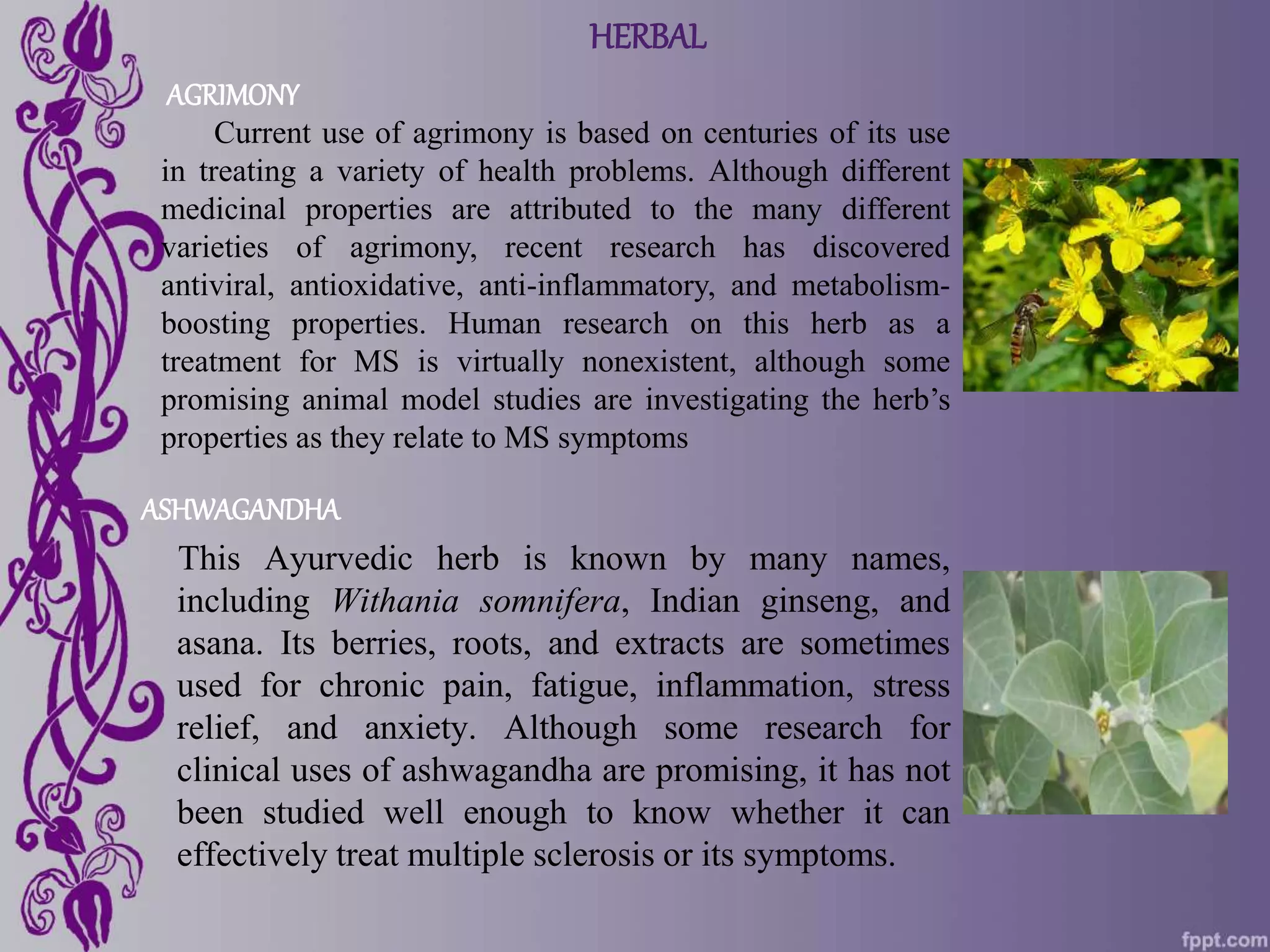 ASHWAGANDHA
This Ayurvedic herb is known by many names,
including Withania somnifera, Indian ginseng, and
asana. Its berries, roots, and extracts are sometimes
used for chronic pain, fatigue, inflammation, stress
relief, and anxiety. Although some research for
clinical uses of ashwagandha are promising, it has not
been studied well enough to know whether it can
effectively treat multiple sclerosis or its symptoms.
HERBAL
AGRIMONY
Current use of agrimony is based on centuries of its use
in treating a variety of health problems. Although different
medicinal properties are attributed to the many different
varieties of agrimony, recent research has discovered
antiviral, antioxidative, anti-inflammatory, and metabolism-
boosting properties. Human research on this herb as a
treatment for MS is virtually nonexistent, although some
promising animal model studies are investigating the herb’s
properties as they relate to MS symptoms
 
