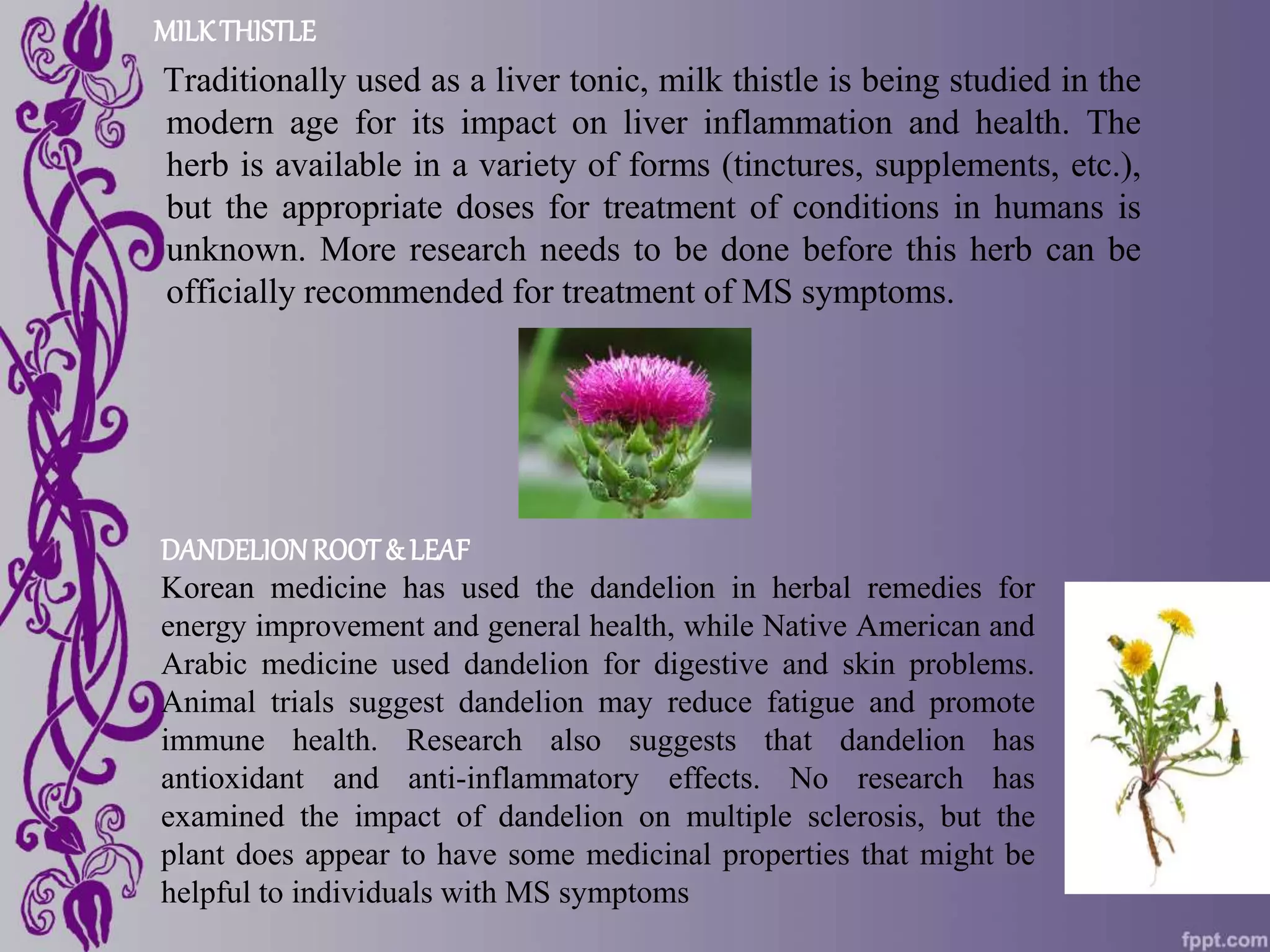 MILKTHISTLE
Traditionally used as a liver tonic, milk thistle is being studied in the
modern age for its impact on liver inflammation and health. The
herb is available in a variety of forms (tinctures, supplements, etc.),
but the appropriate doses for treatment of conditions in humans is
unknown. More research needs to be done before this herb can be
officially recommended for treatment of MS symptoms.
DANDELIONROOT& LEAF
Korean medicine has used the dandelion in herbal remedies for
energy improvement and general health, while Native American and
Arabic medicine used dandelion for digestive and skin problems.
Animal trials suggest dandelion may reduce fatigue and promote
immune health. Research also suggests that dandelion has
antioxidant and anti-inflammatory effects. No research has
examined the impact of dandelion on multiple sclerosis, but the
plant does appear to have some medicinal properties that might be
helpful to individuals with MS symptoms
 
