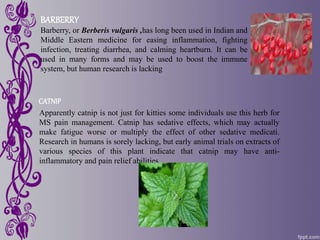 CATNIP
Apparently catnip is not just for kitties some individuals use this herb for
MS pain management. Catnip has sedative effects, which may actually
make fatigue worse or multiply the effect of other sedative medicati.
Research in humans is sorely lacking, but early animal trials on extracts of
various species of this plant indicate that catnip may have anti-
inflammatory and pain relief abilities.
BARBERRY
Barberry, or Berberis vulgaris ,has long been used in Indian and
Middle Eastern medicine for easing inflammation, fighting
infection, treating diarrhea, and calming heartburn. It can be
used in many forms and may be used to boost the immune
system, but human research is lacking
 