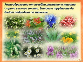 Разнообразието от лечебни растения в нашата
страна е много голямо. Затова е трудно те да
бъдат подредени по значение.
 