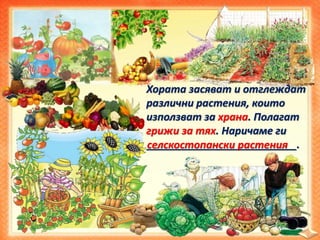 Хората засяват и отглеждат
различни растения, които
използват за храна. Полагат
грижи за тях. Наричаме ги
__________________________.селскостопански растения
 