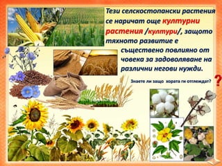 Тези селскостопански растения
се наричат още културни
растения /култури/, защото
тяхното развитие е
съществено повлияно от
човека за задоволяване на
различни негови нужди.
Знаете ли защо хората ги отглеждат?
 