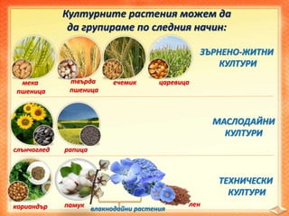 Културните растения можем да
да групираме по следния начин:
мека
пшеница
твърда
пшеница
ечемик
рапицаслънчоглед
царевица
кориандър ленпамук
ЗЪРНЕНО-ЖИТНИ
КУЛТУРИ
МАСЛОДАЙНИ
КУЛТУРИ
влакнодайни растения
ТЕХНИЧЕСКИ
КУЛТУРИ
 