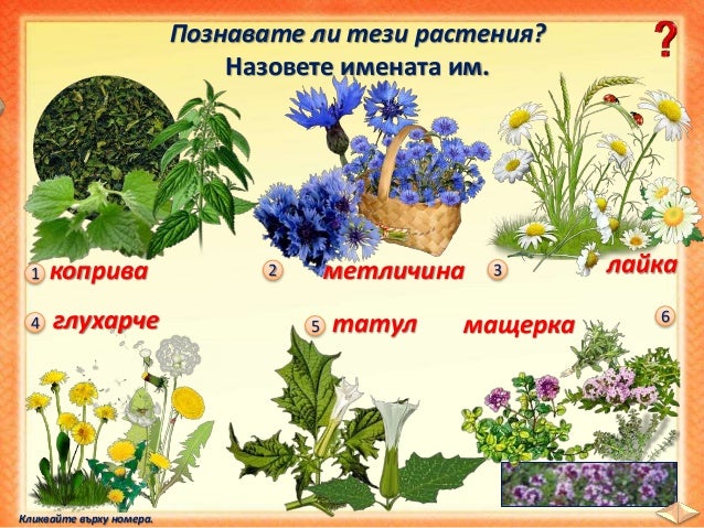 29. Растенията и хората. Селскостопански, диворастящи растения, билки…